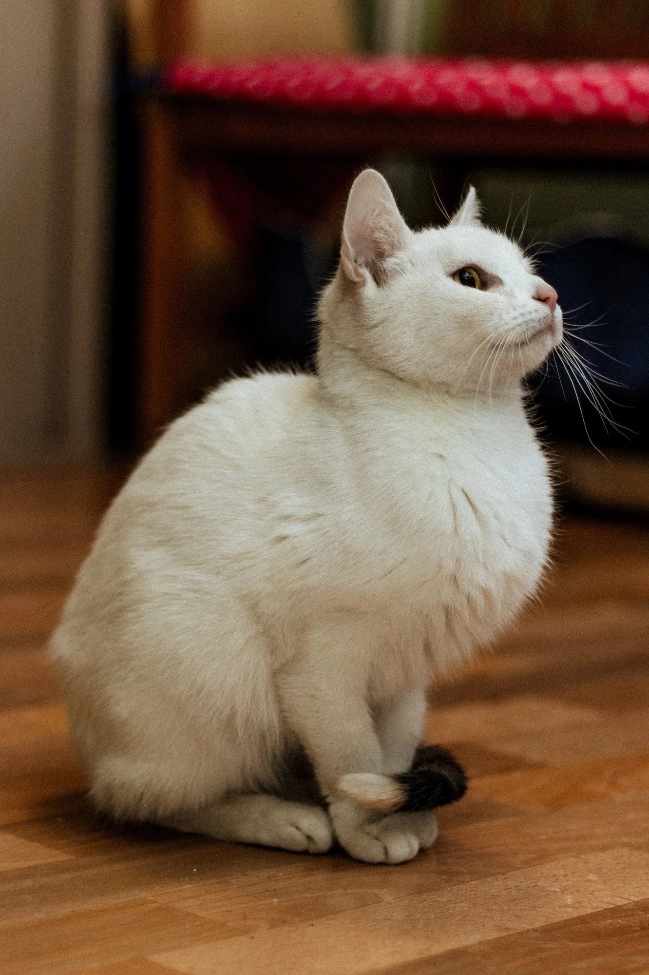 2026_01_12 - Neuzugang, Markoldendorf013_2000px.JPG