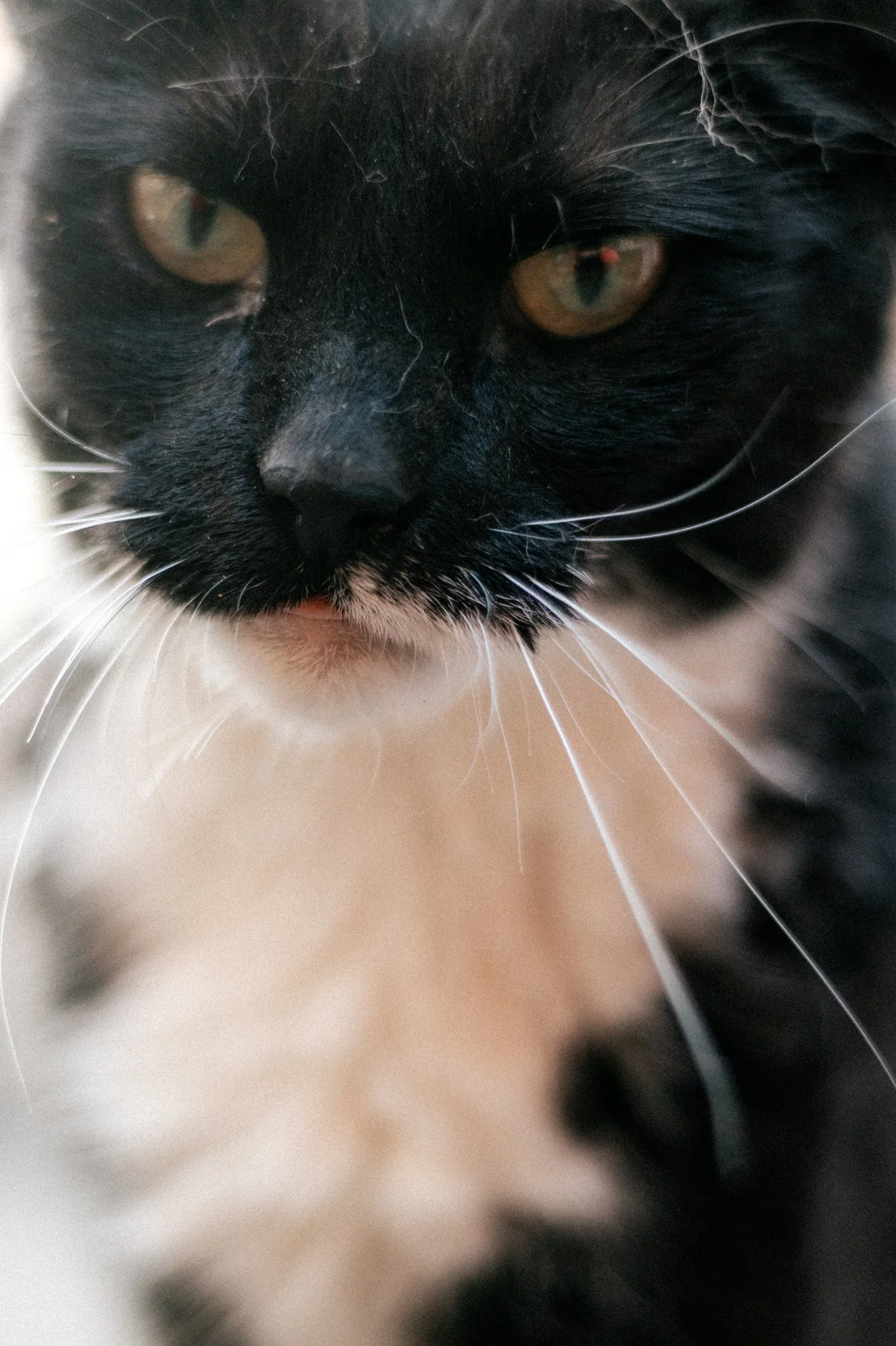 2025_08_26- Katzenhaus_003_2000px.JPG