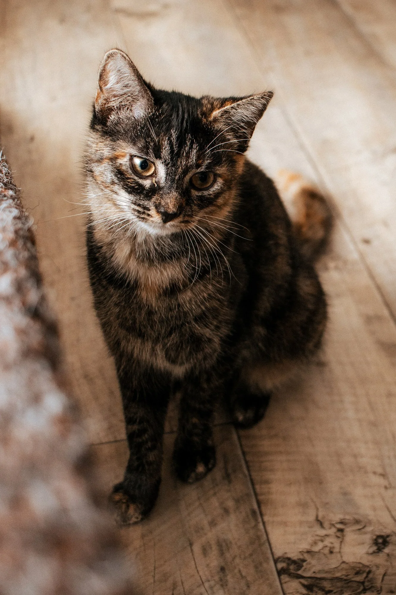 2026_10_23 - Kitten, Naja, Nike, Ida_016_2000px.JPG