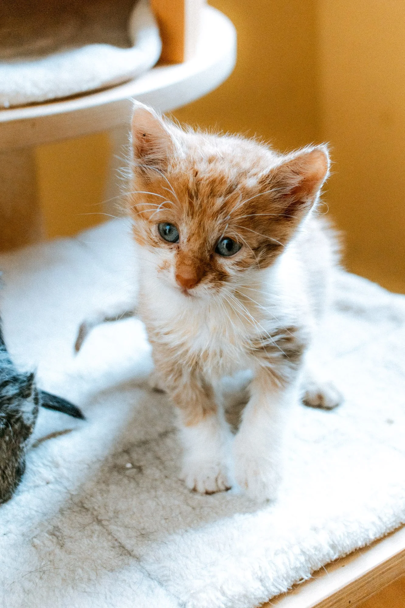 2026_10_05 - Katzenbabies, Katzenhaus_014_2000px.JPG