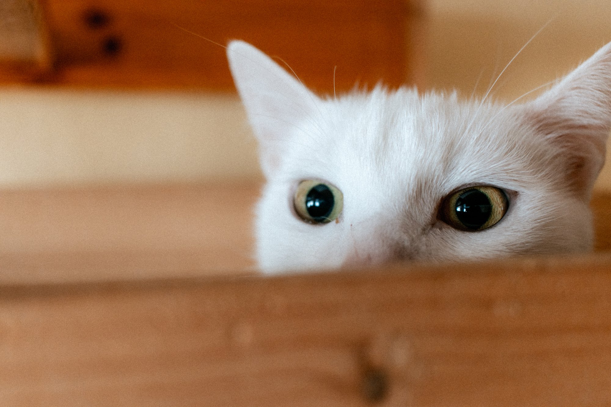 250929_Imagefotos, Katzenhaus_026_2000px.JPG