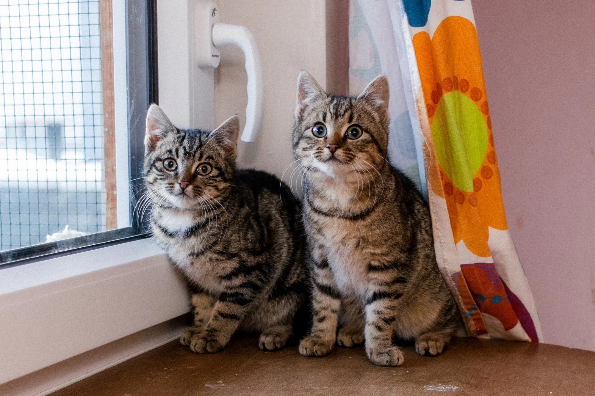 2026_01_05 - Mausi018_2000px.JPG