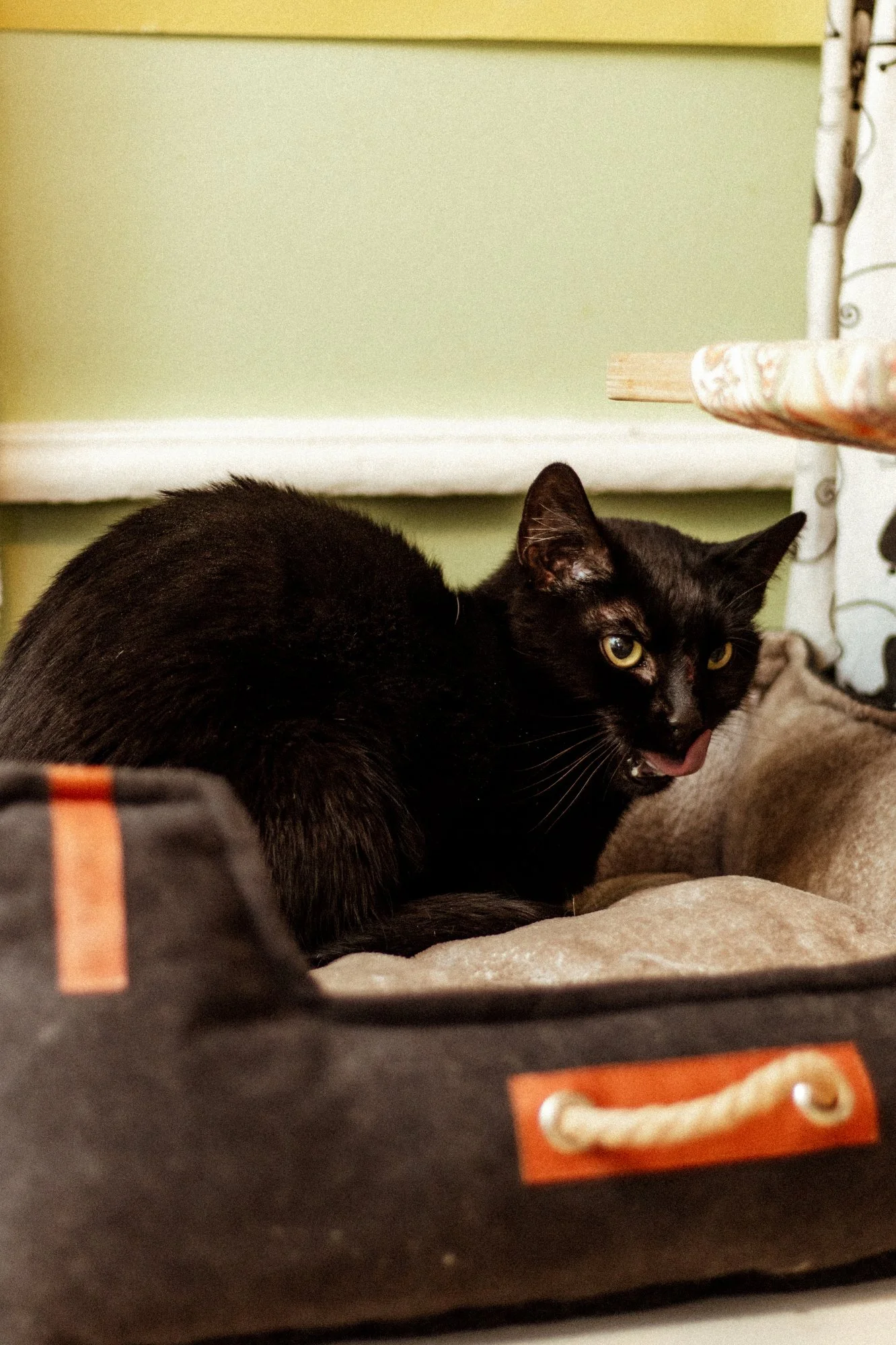 2026_01_12 - Neuzugang, Markoldendorf018_2000px.JPG