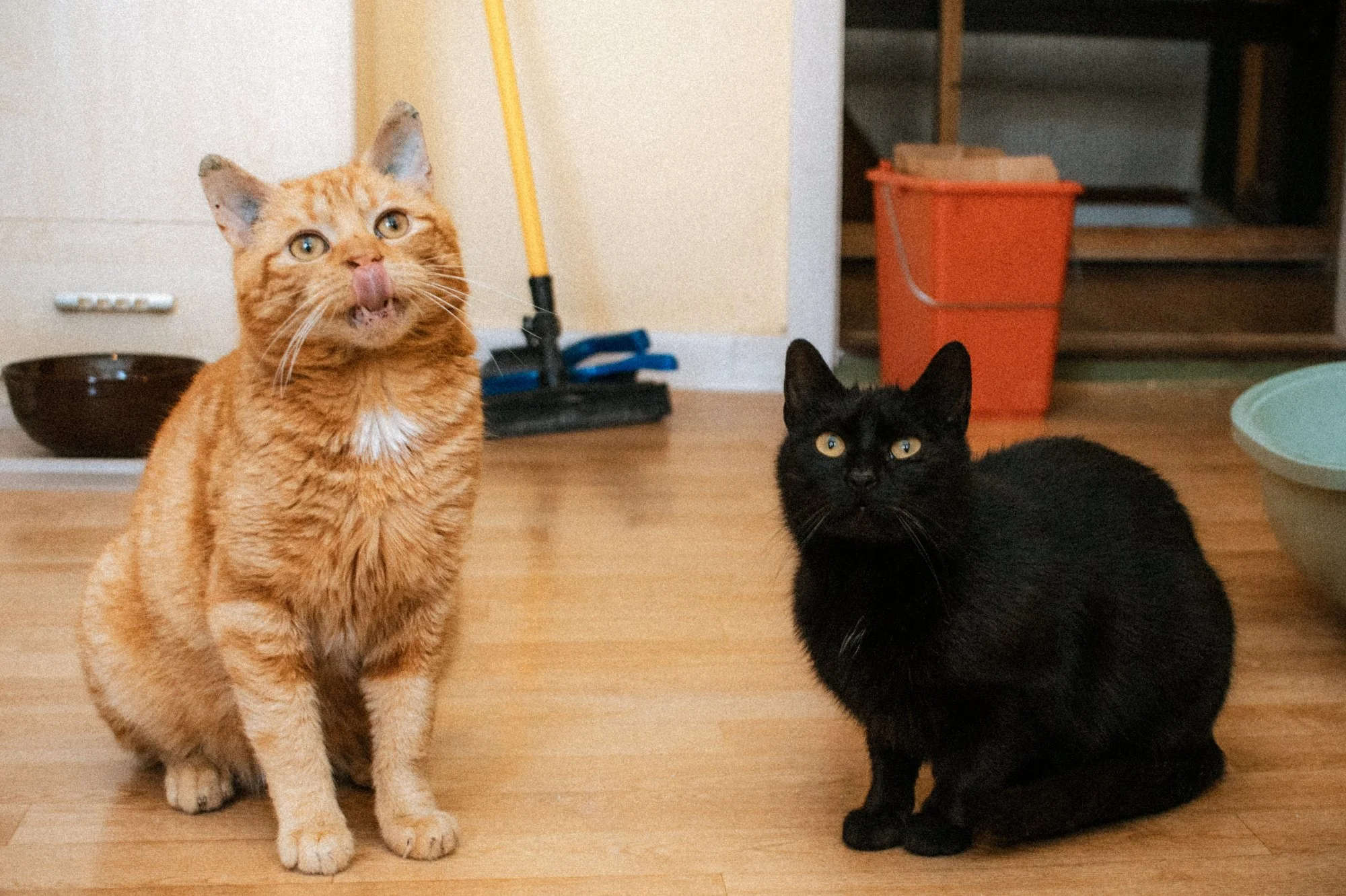 2026_04_13 - Katzenhaus, Piet und Loki_020_2000px.JPG