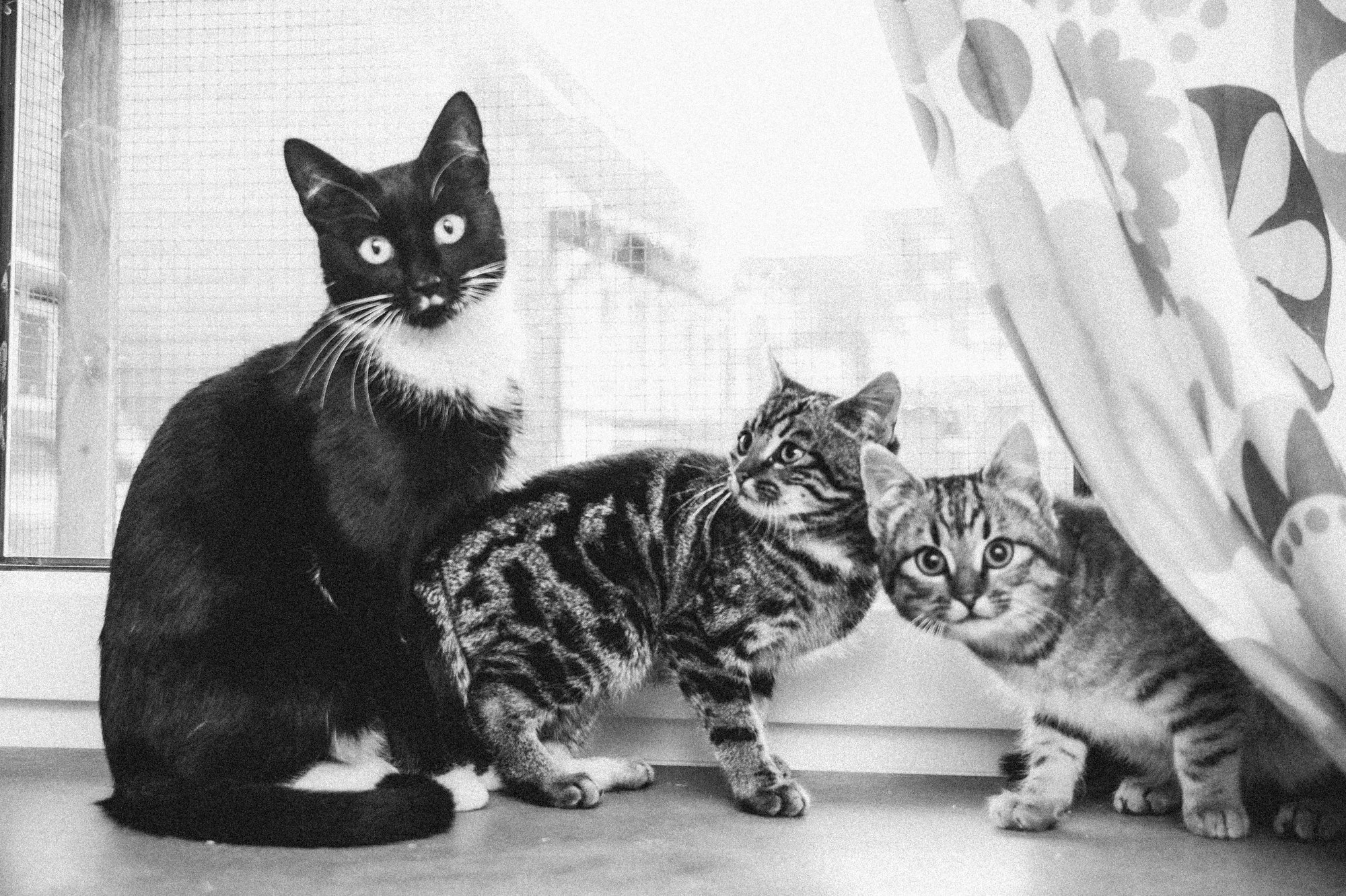 Mausi und ihre Familie