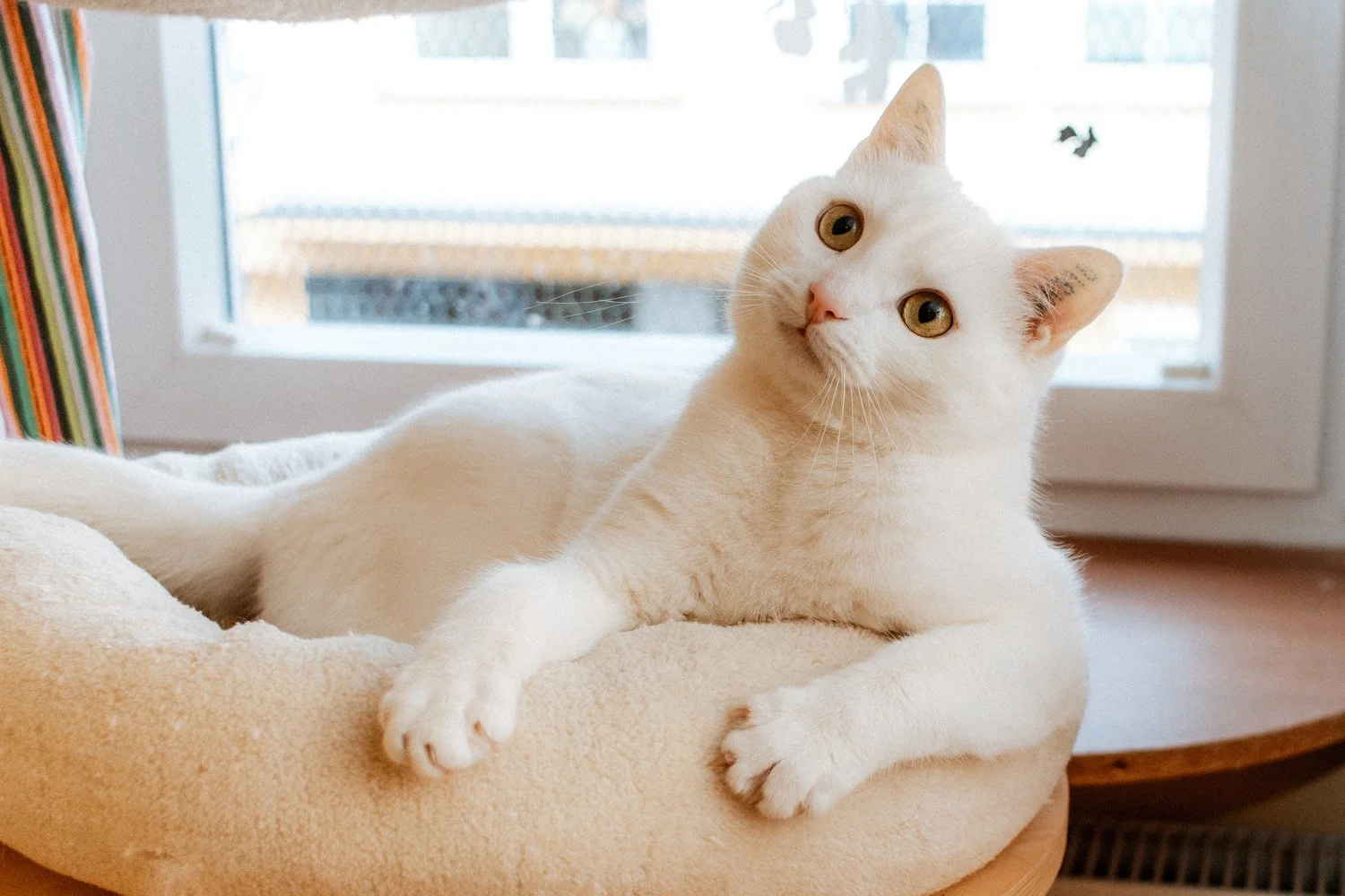 2026_02_09 - Katzenteam, Flocke_013_1500px.JPG