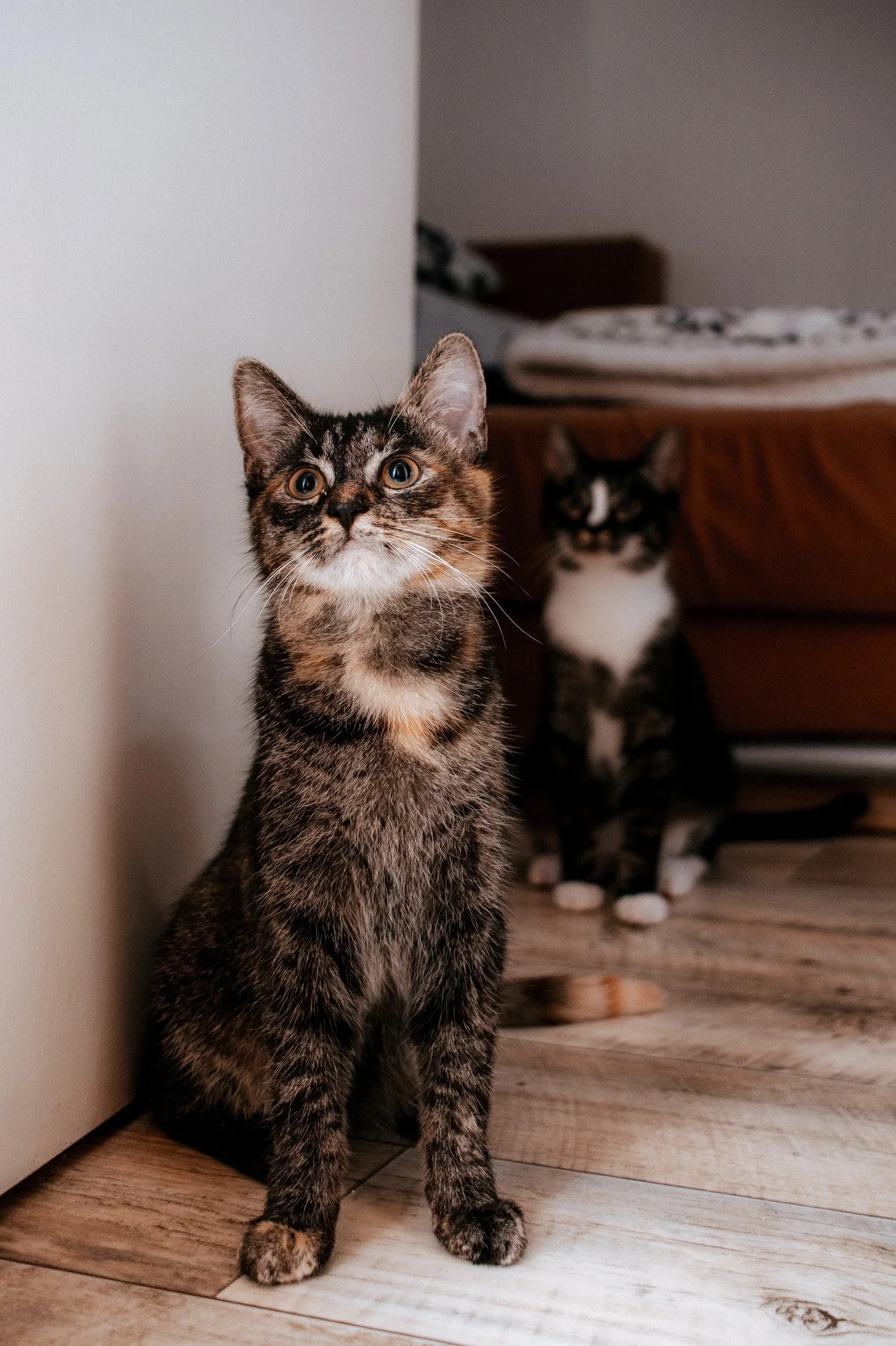 2026_10_23 - Kitten, Naja, Nike, Ida_003_2000px.JPG