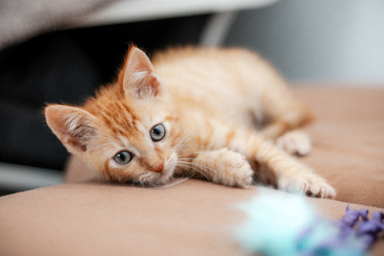 2025_08_05 - Katzenteam_Birgit_140_1500px.JPG