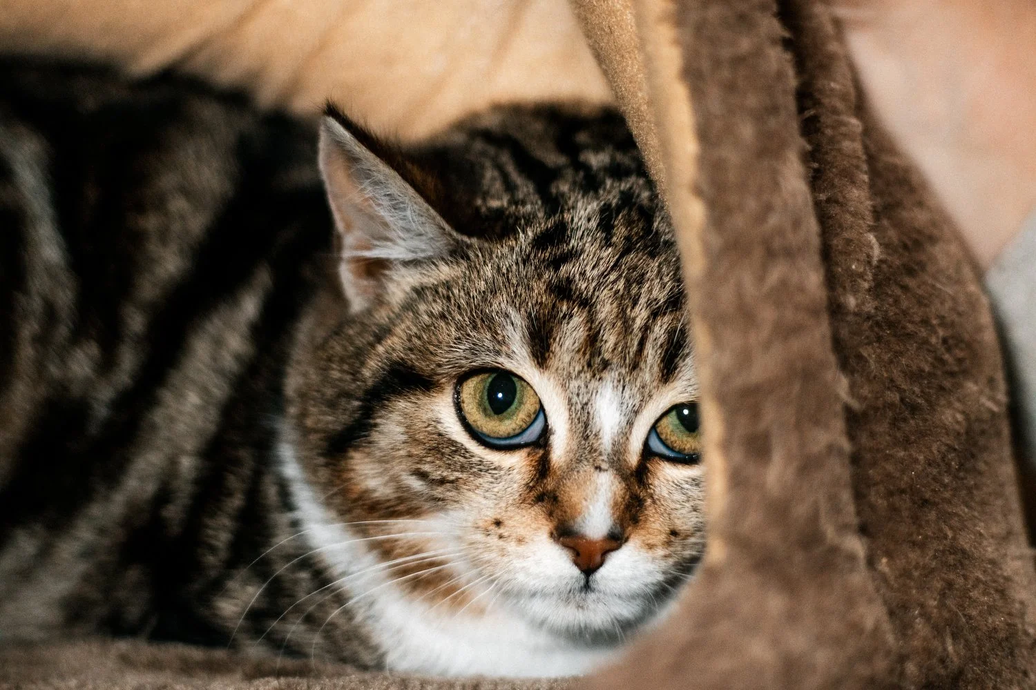 2026_02_06 - Pflegestelle, Birgit_003_1500px.JPG