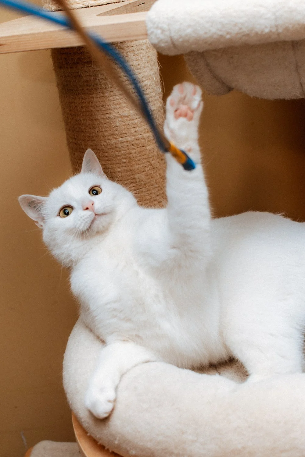 2026_02_09 - Katzenteam, Flocke_005_1500px.JPG