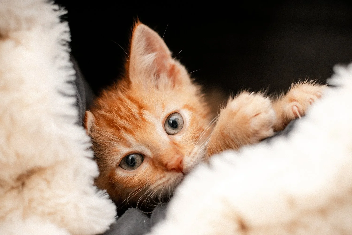 2025_08_05 - Katzenteam_Birgit_128_1500px.JPG