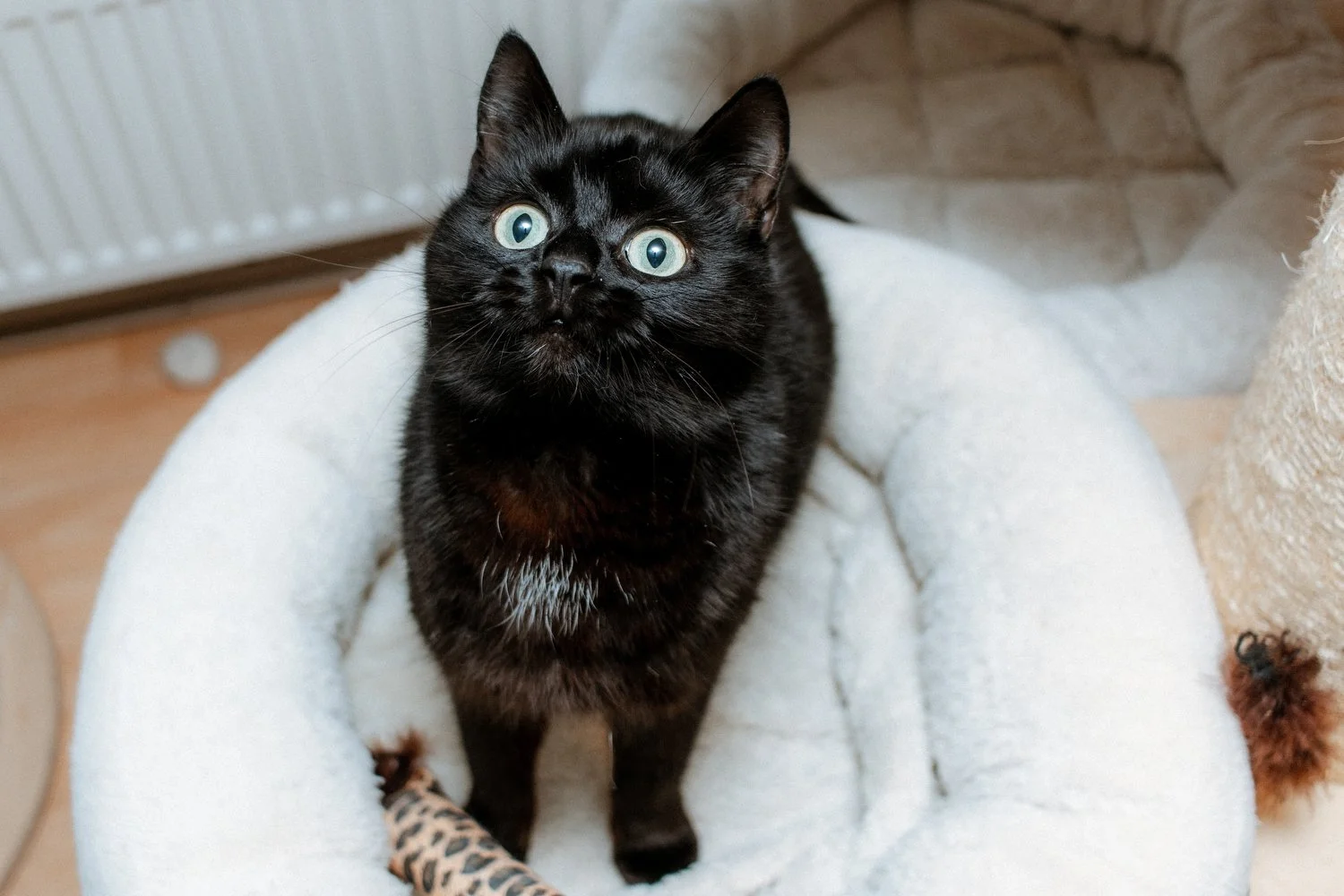 2026_02_13 - Katzenteam, Wilma011_1500px.JPG