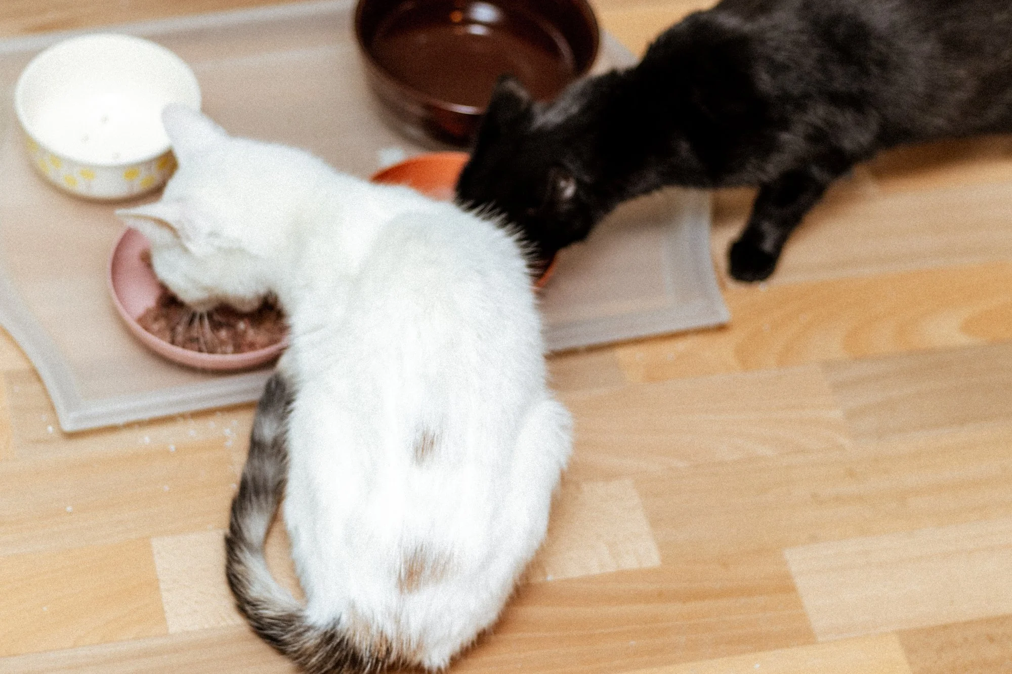 2026_01_12 - Neuzugang, Markoldendorf008_2000px.JPG