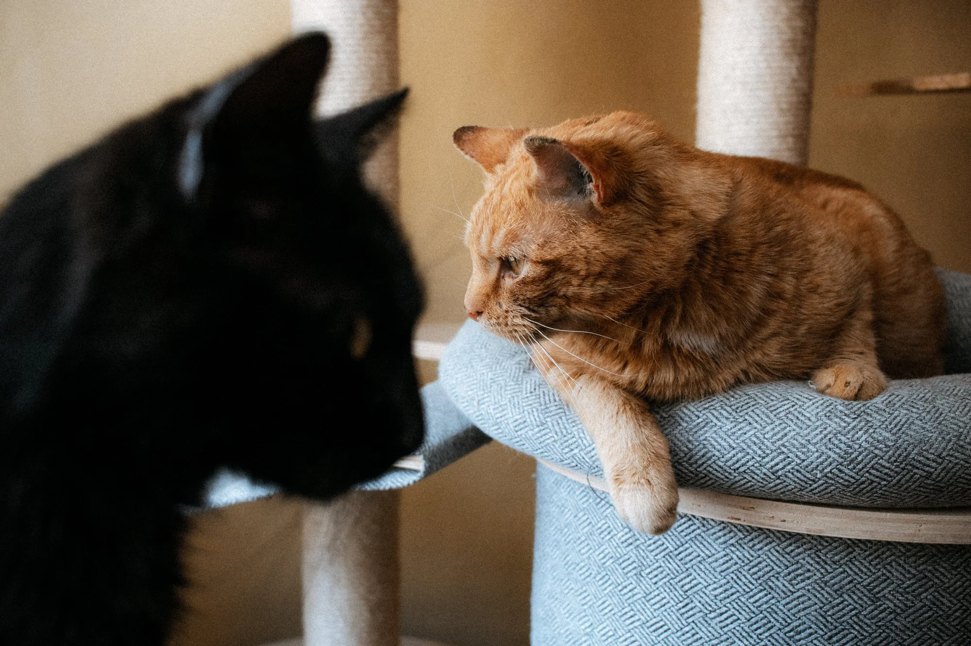 2026_04_13 - Katzenhaus, Piet und Loki_033_2000px.JPG