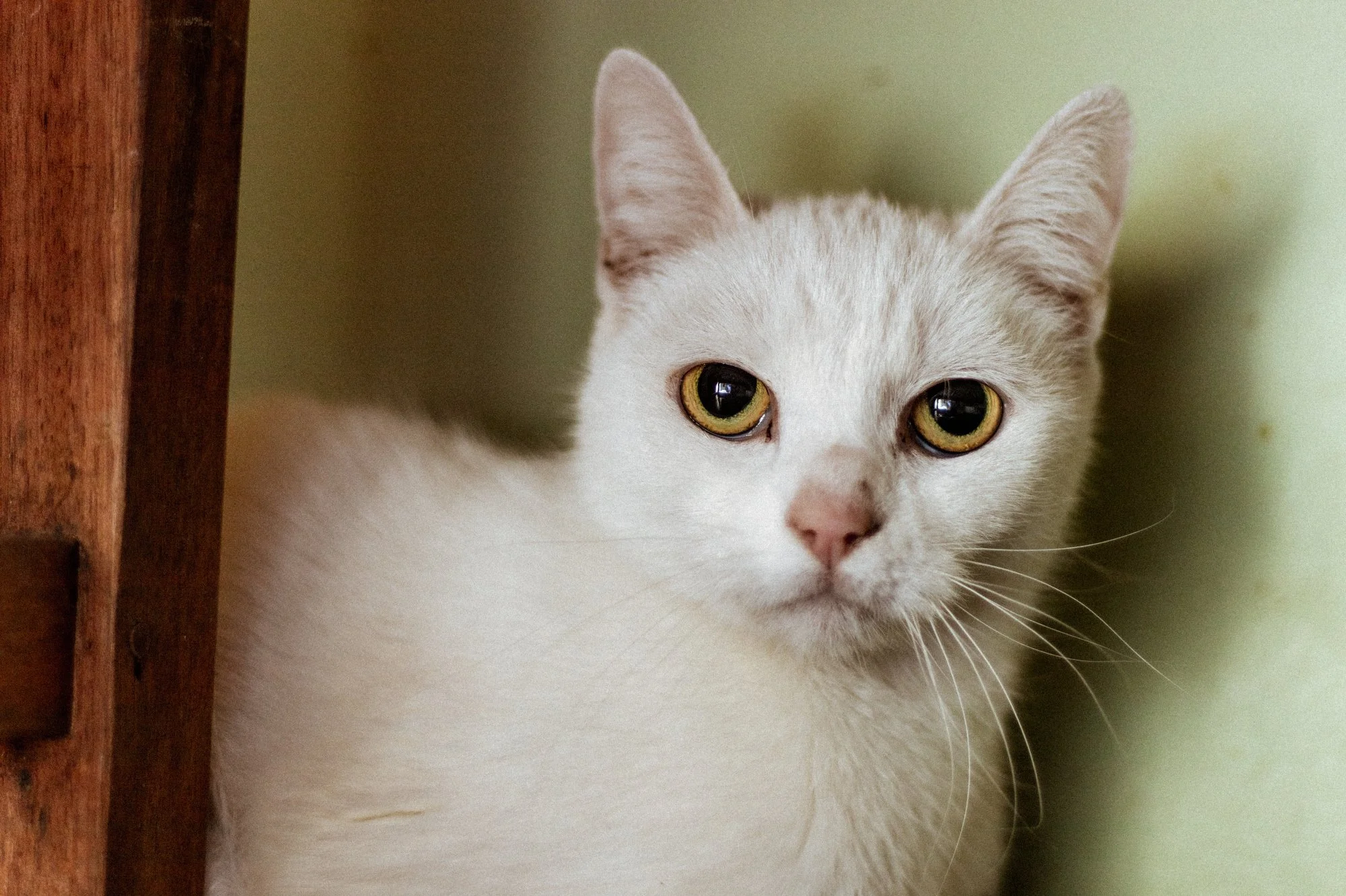 2026_01_12 - Neuzugang, Markoldendorf004_2000px.JPG