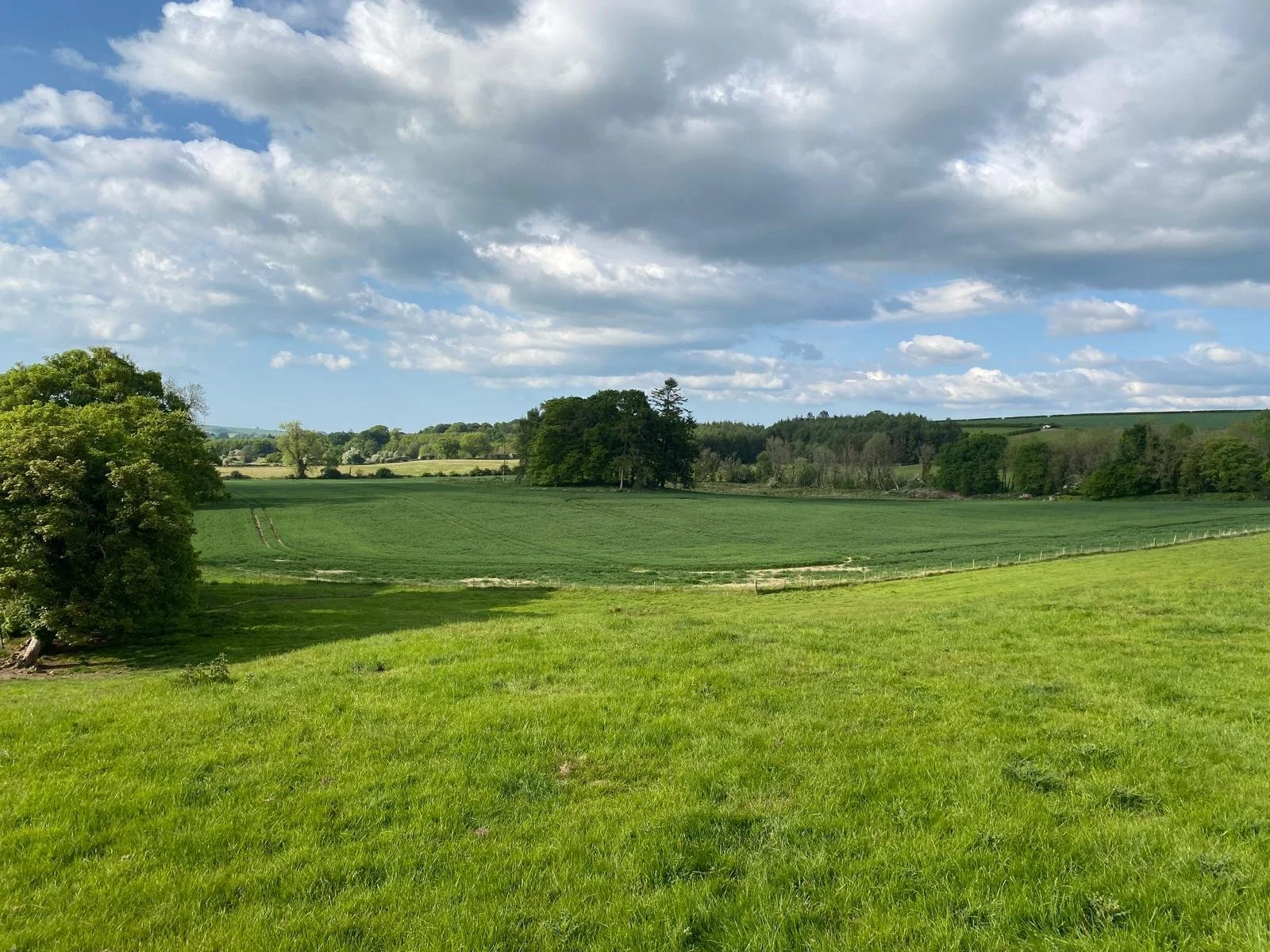 Green grassy field with trees and a cloudy sky, Grangecon, Co. Wicklow