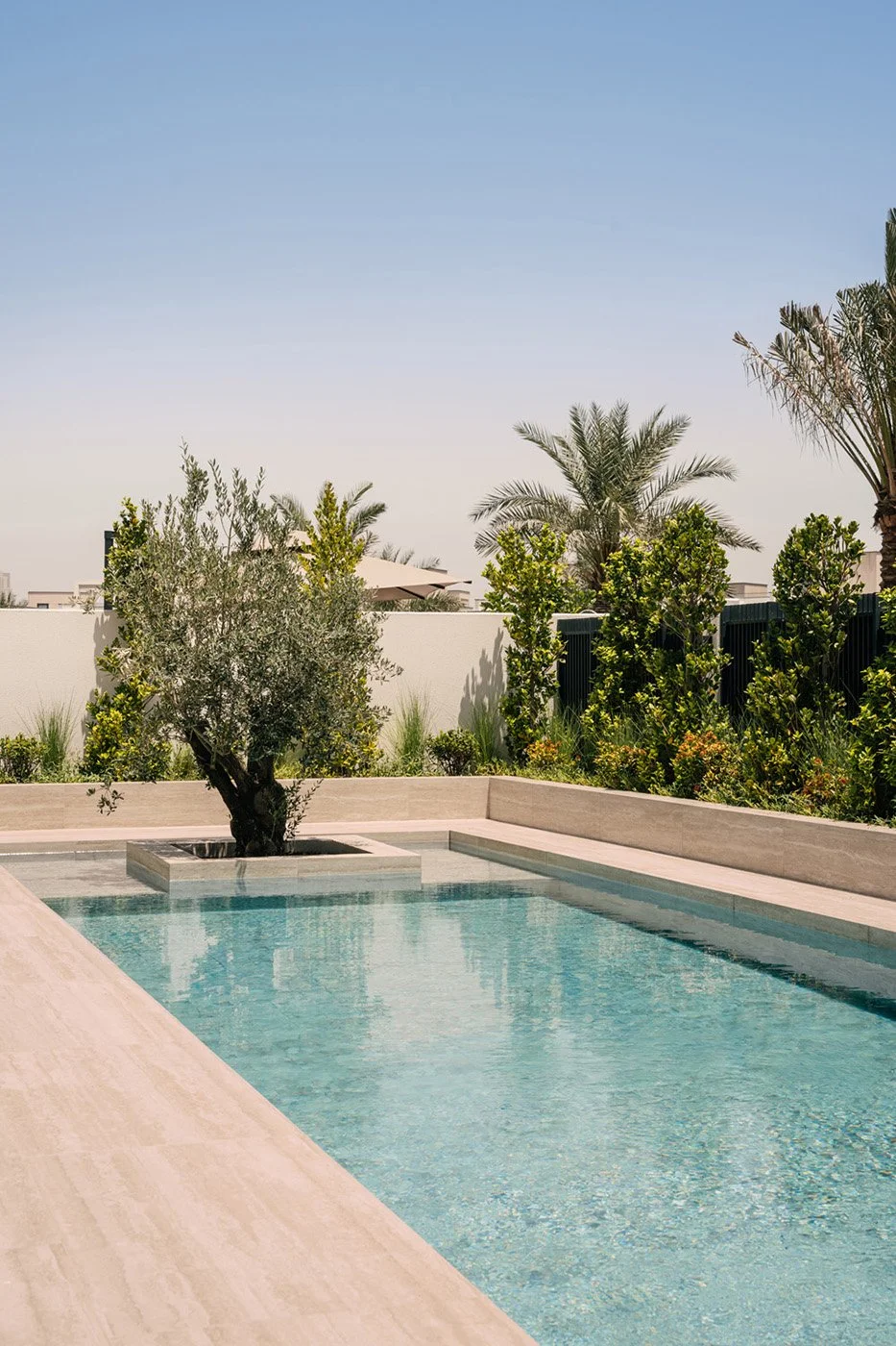 Luxury villa lap pool with travertine coping, olive tree island feature, palm trees, and lush garden landscaping designed by Limestone in Dubai