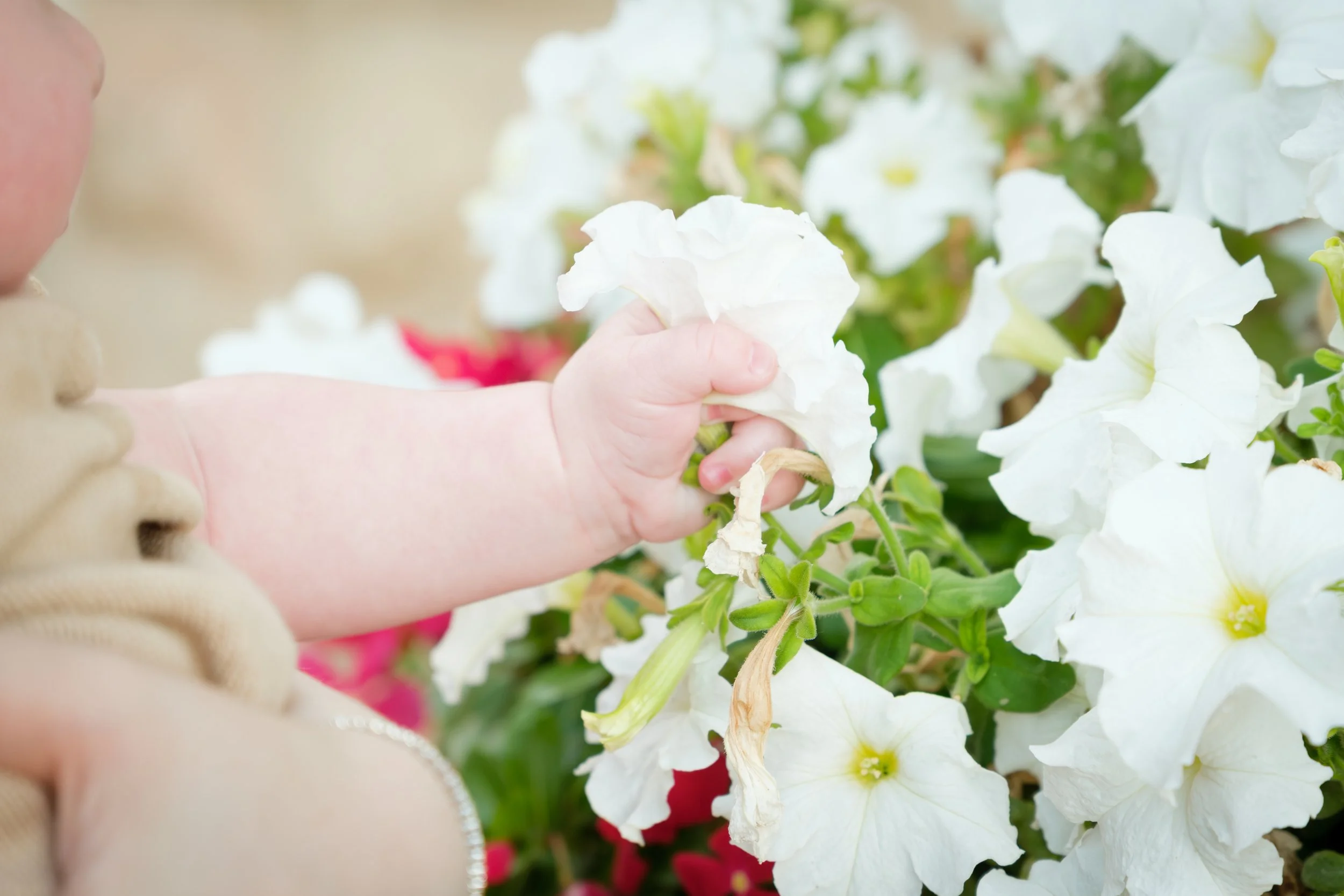 Child's hand touching white flowers in a garden.