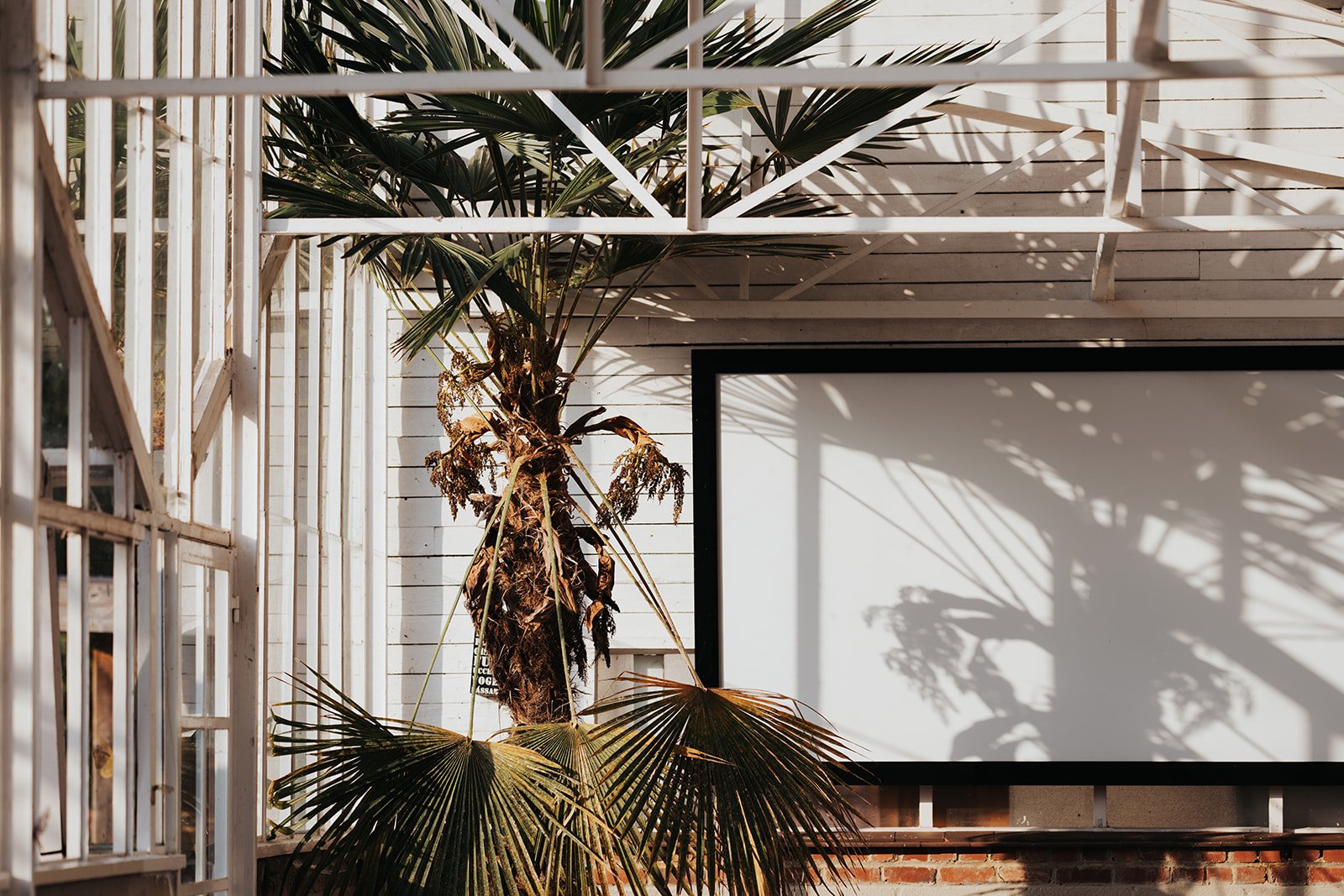 A corner of a room with a large palm tree casting shadows on a white wall, sunlight filtering through a metal and wooden structure.