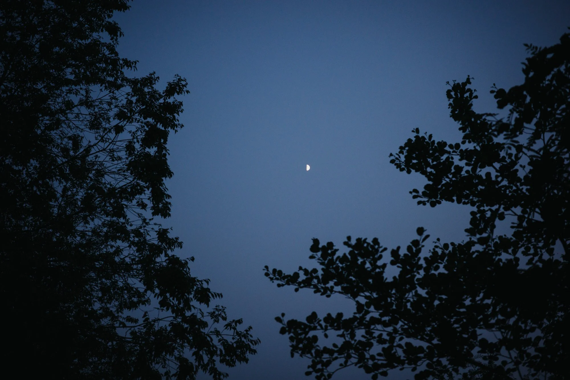 Night sky with crescent moon visible through silhouettes of tree branches.