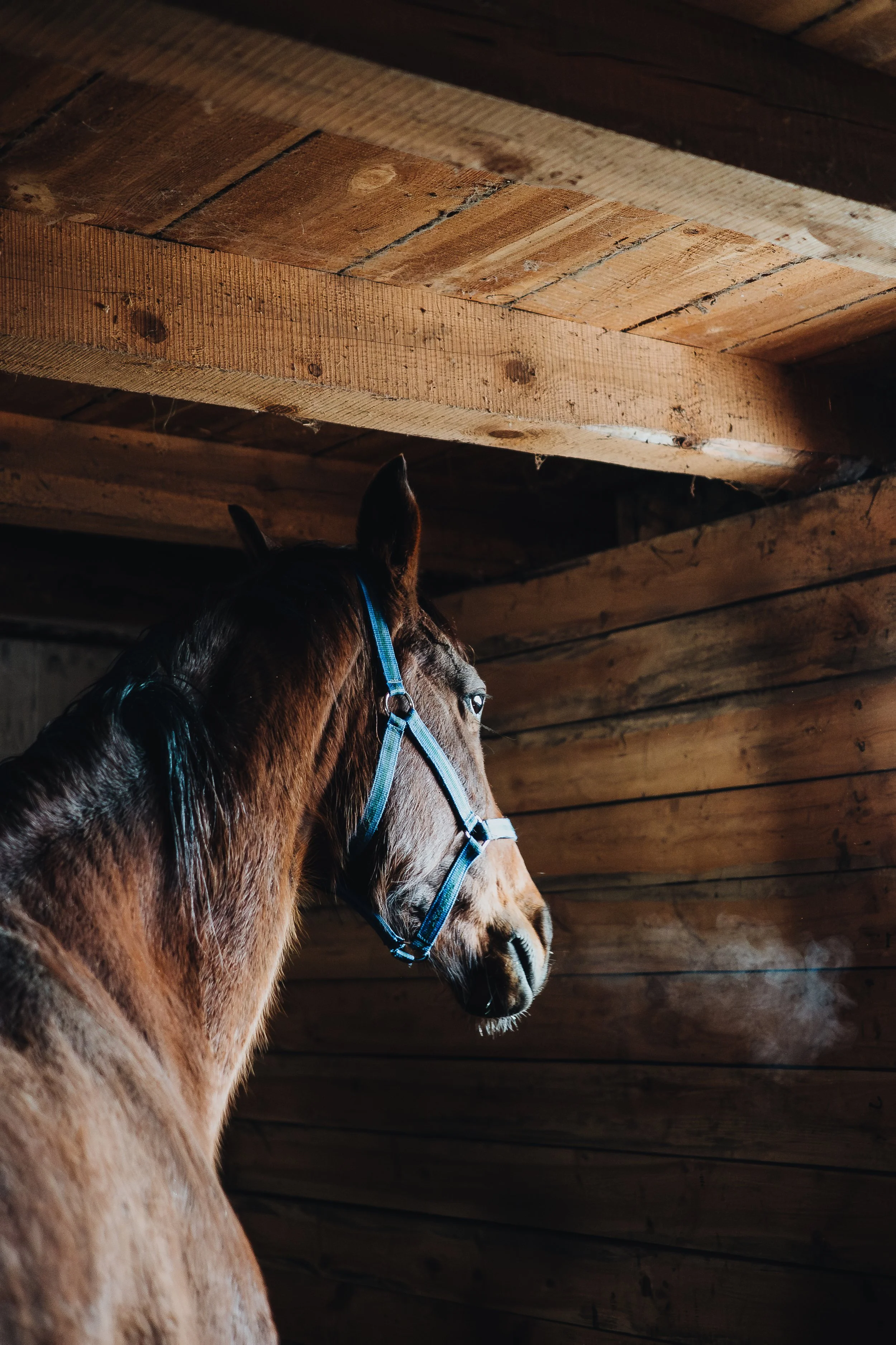 A brown horse with a black mane and blue halter inside a wooden stable or barn, with a wooden ceiling above.