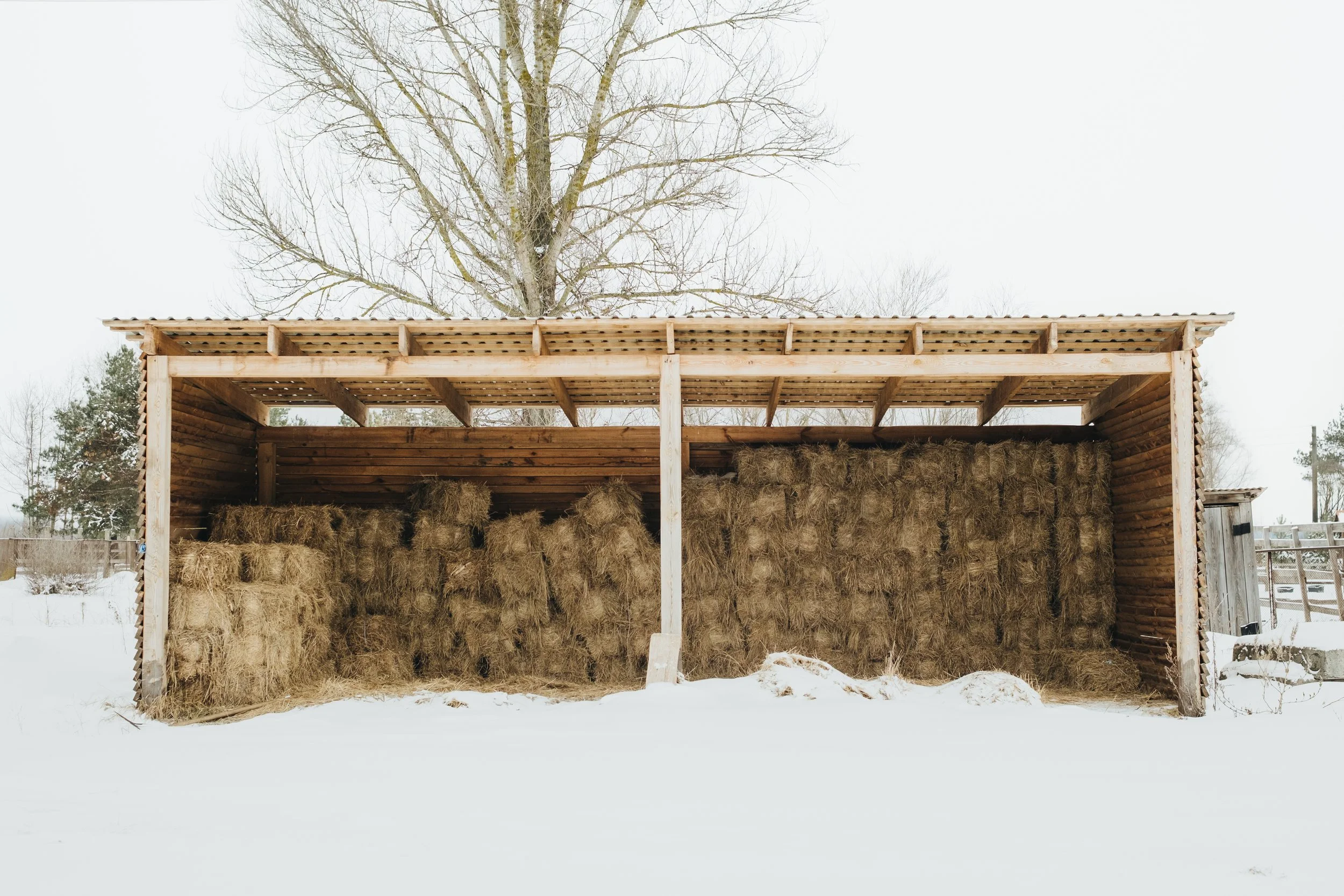 A barn filled with hay bales, situated in a snowy landscape with a leafless tree in the background.