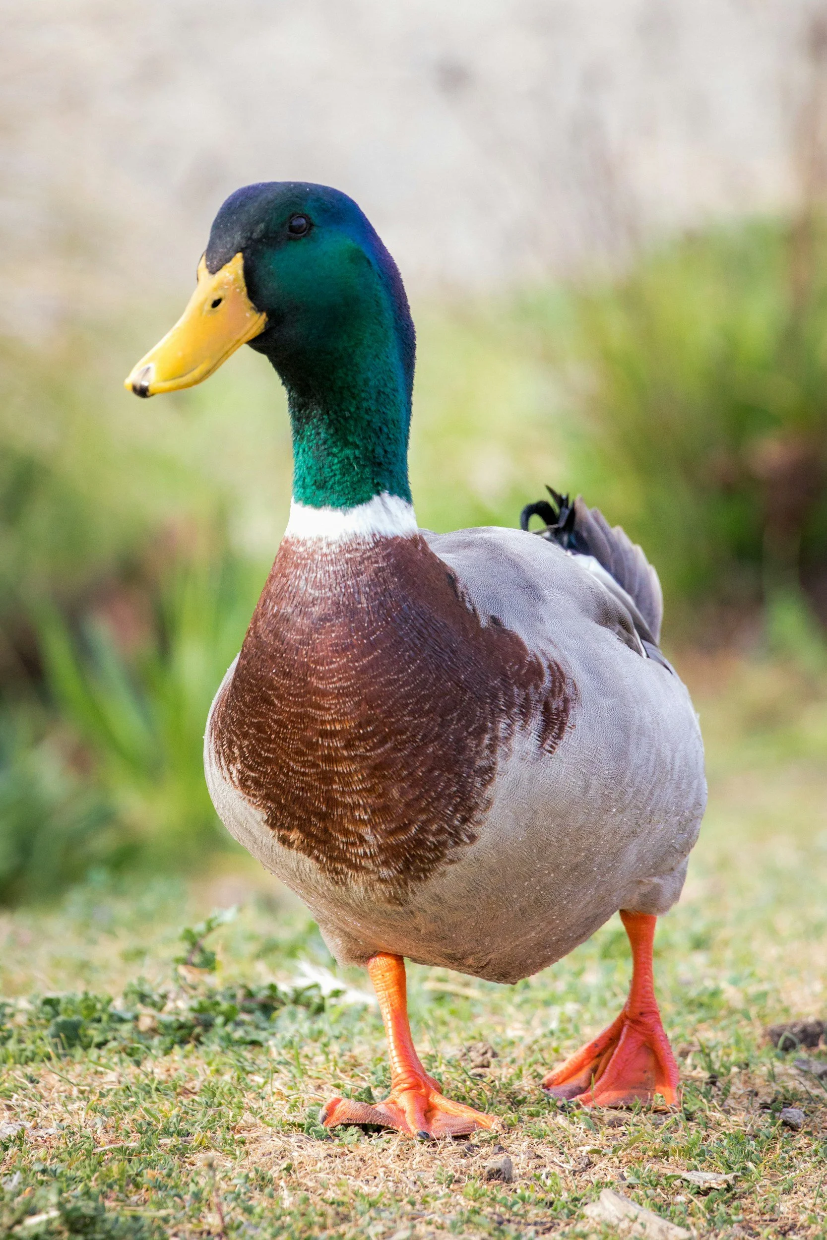 Un canard mâle avec un plumage coloré, un cou vert irisé, un corps brun et gris, et des pattes orange, se tenant sur le sol devant un fond flou de verdure.