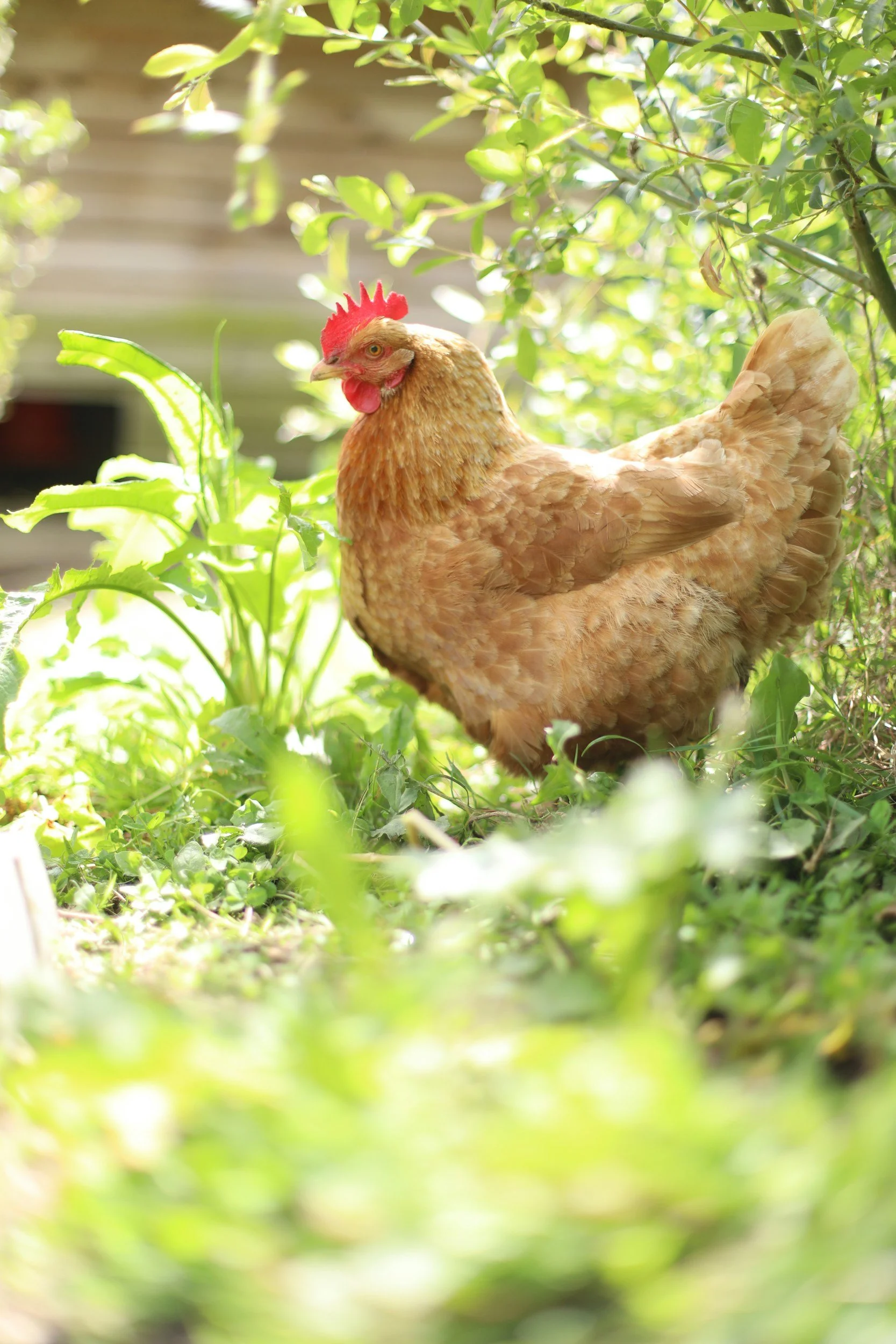 Une poule brune dans un jardin verdoyant, entourée de buissons et de feuilles, sous une lumière naturelle abondante.