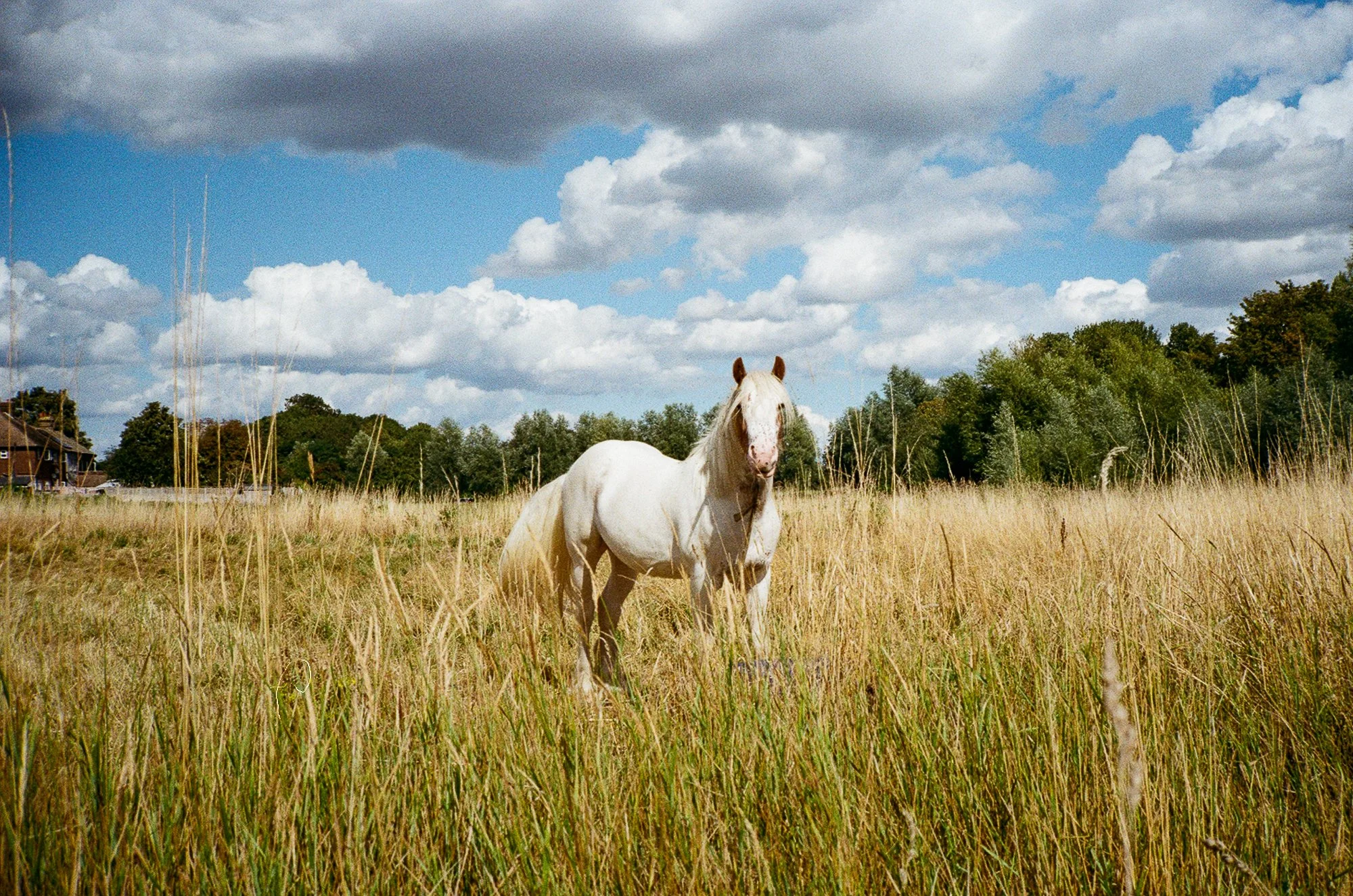 Shot on film with Contax T2