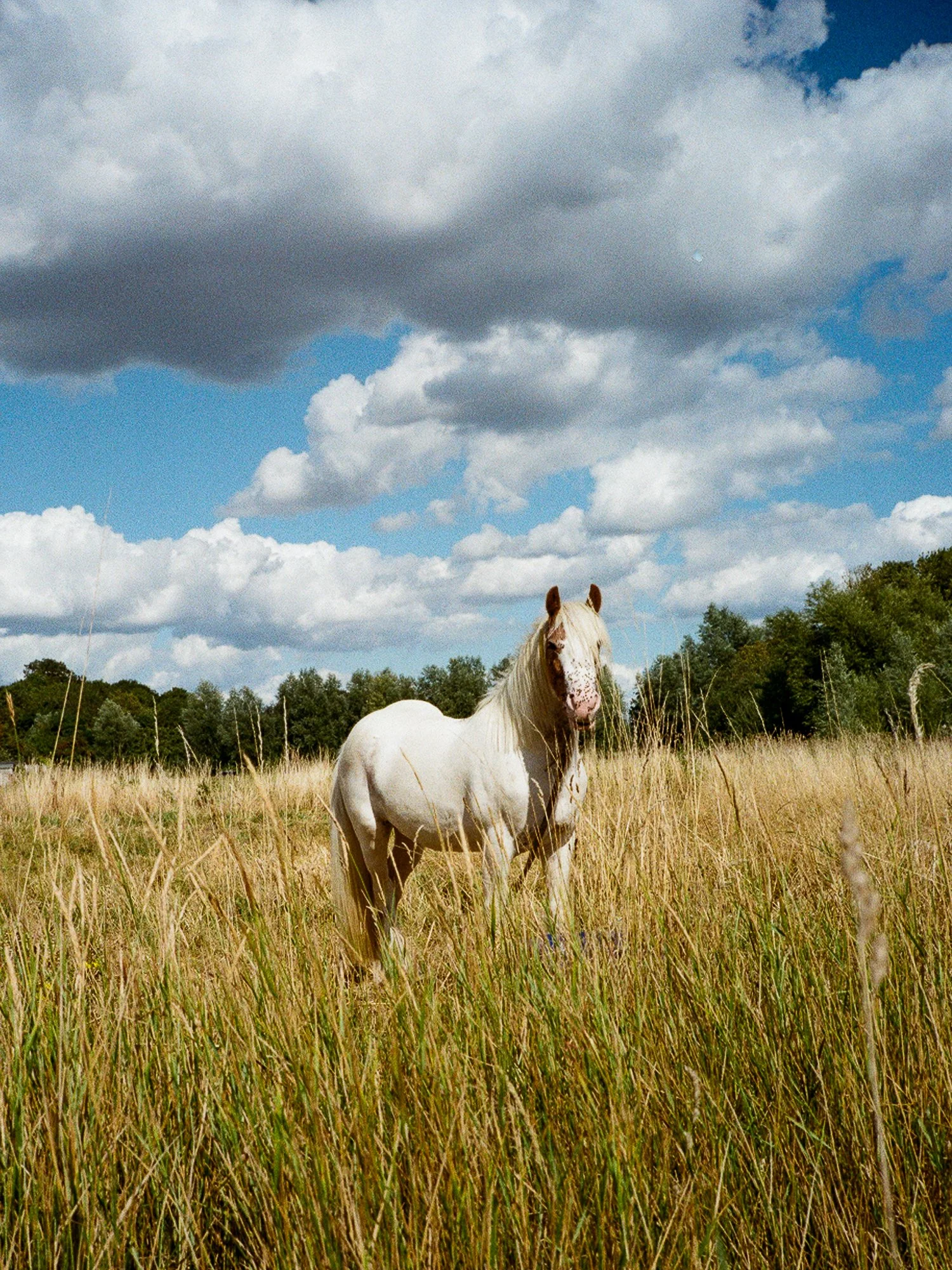 Shot on film with Contax T2