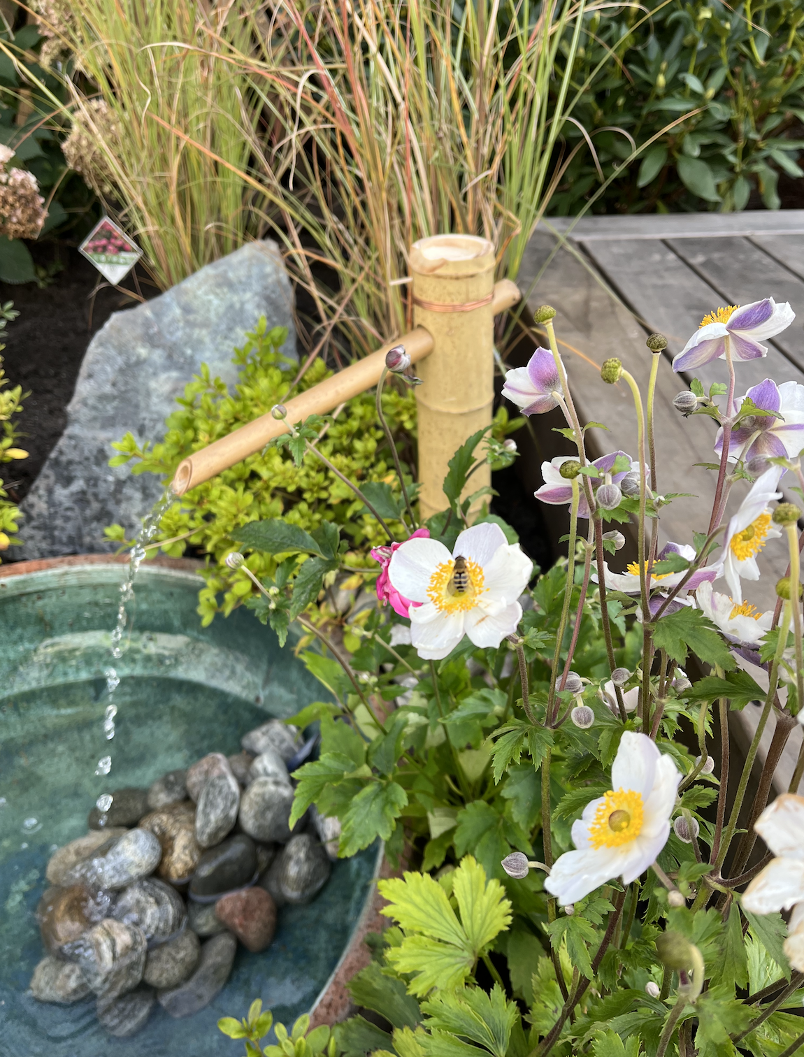 A garden scene featuring a bamboo water spout flowing into a small round pond with rocks inside. Surrounding the pond are blooming white flowers with yellow centers, some with pink accents, and lush green foliage. There are ornamental grasses and other plants in the background, along with a garden path made of wooden planks.