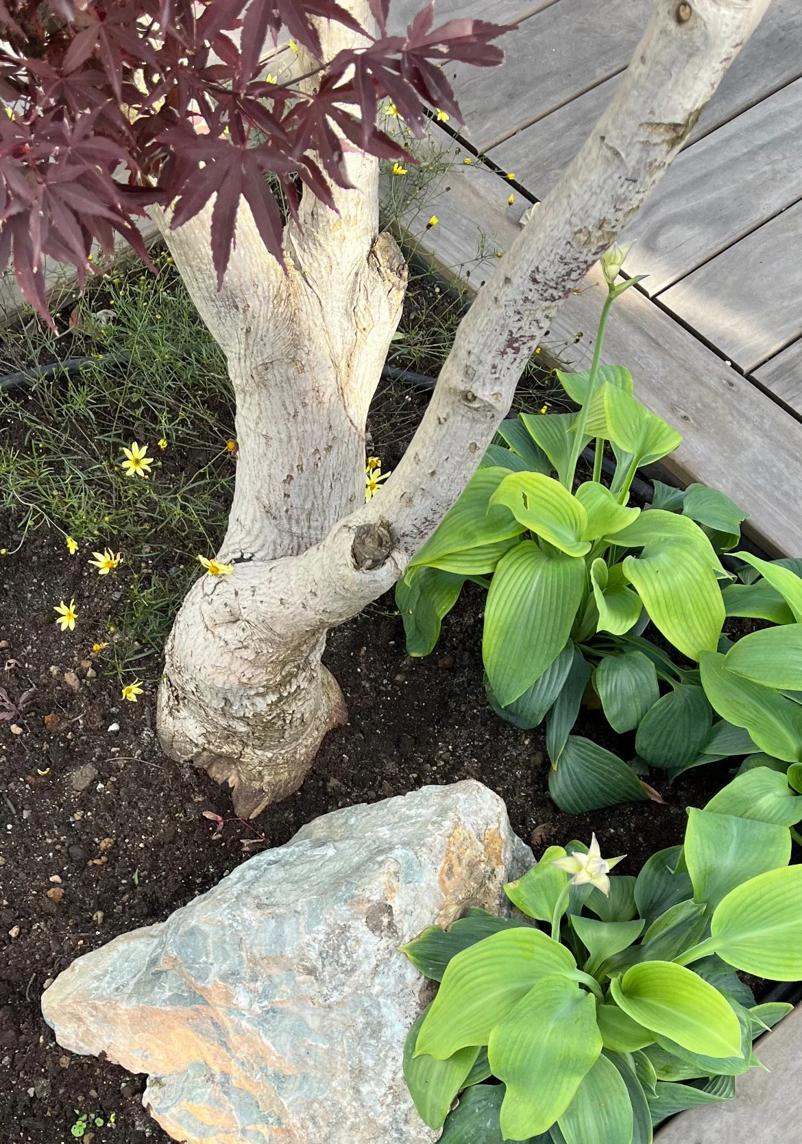 Detalj er fra prosjekt innen hagedesign. Zen-hagen er inspirert av japansk hagestil, der materialpaletten er hentet fra Skandinavia. Japanviftelønn, hosta, naturstein og effektbelysning. 