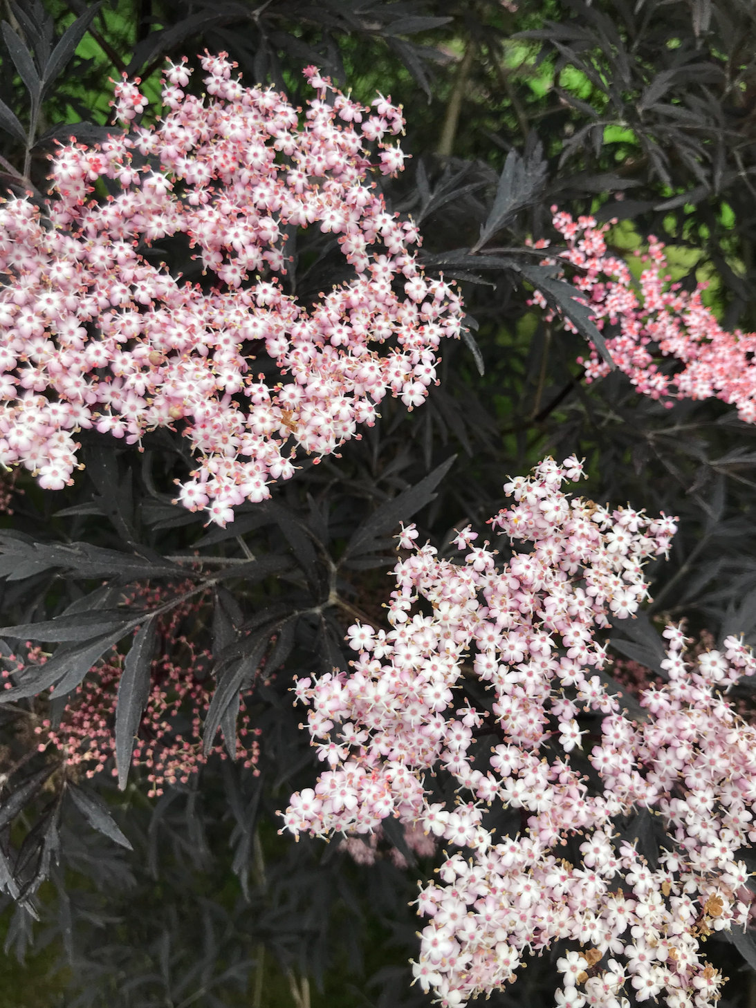 Detalj er fra prosjekt innen hagedesign. Svarthyll.