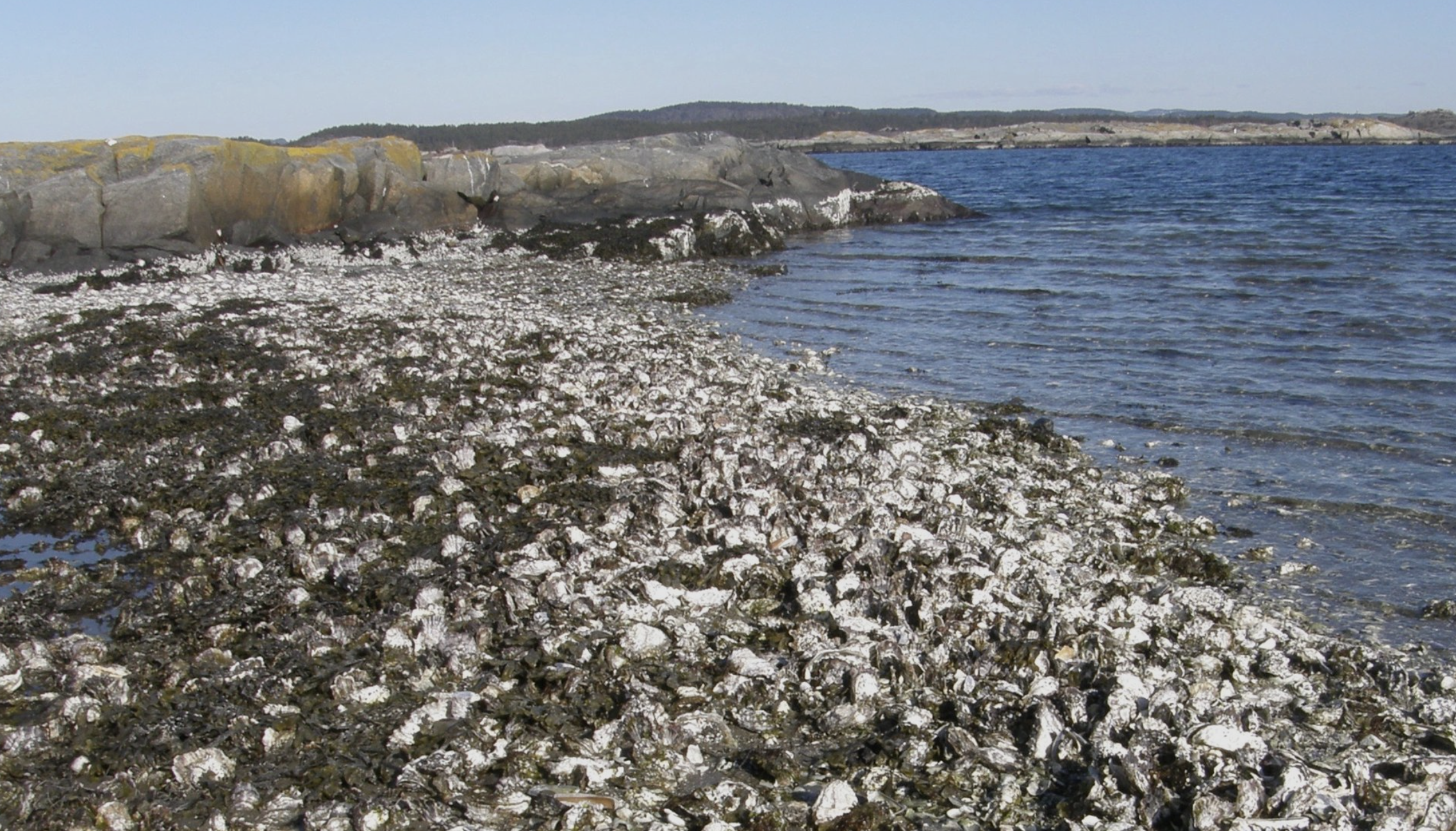 Foto: Frantz Gundersen jr.