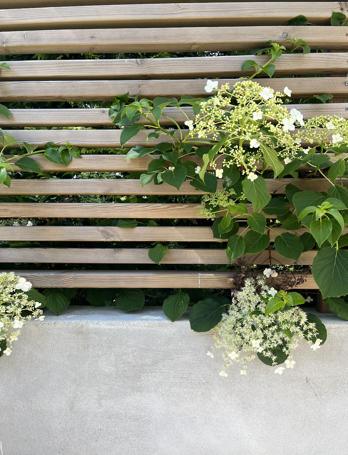 Detalj er fra prosjekt innen hagedesign. Kombinasjonen av tre, mur og vegetasjon gir et stilrent og innbydende uttrykk.