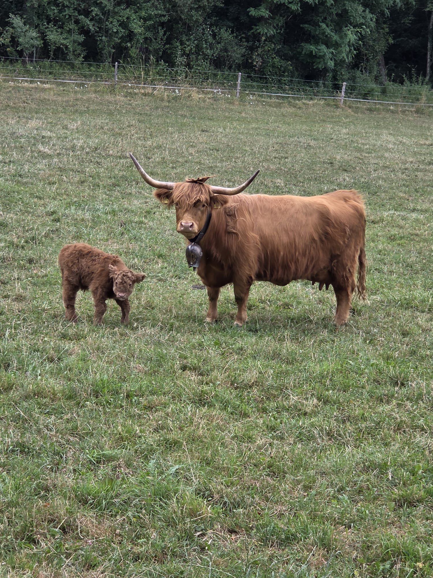 Die ersten Kälbli sind da.💚
