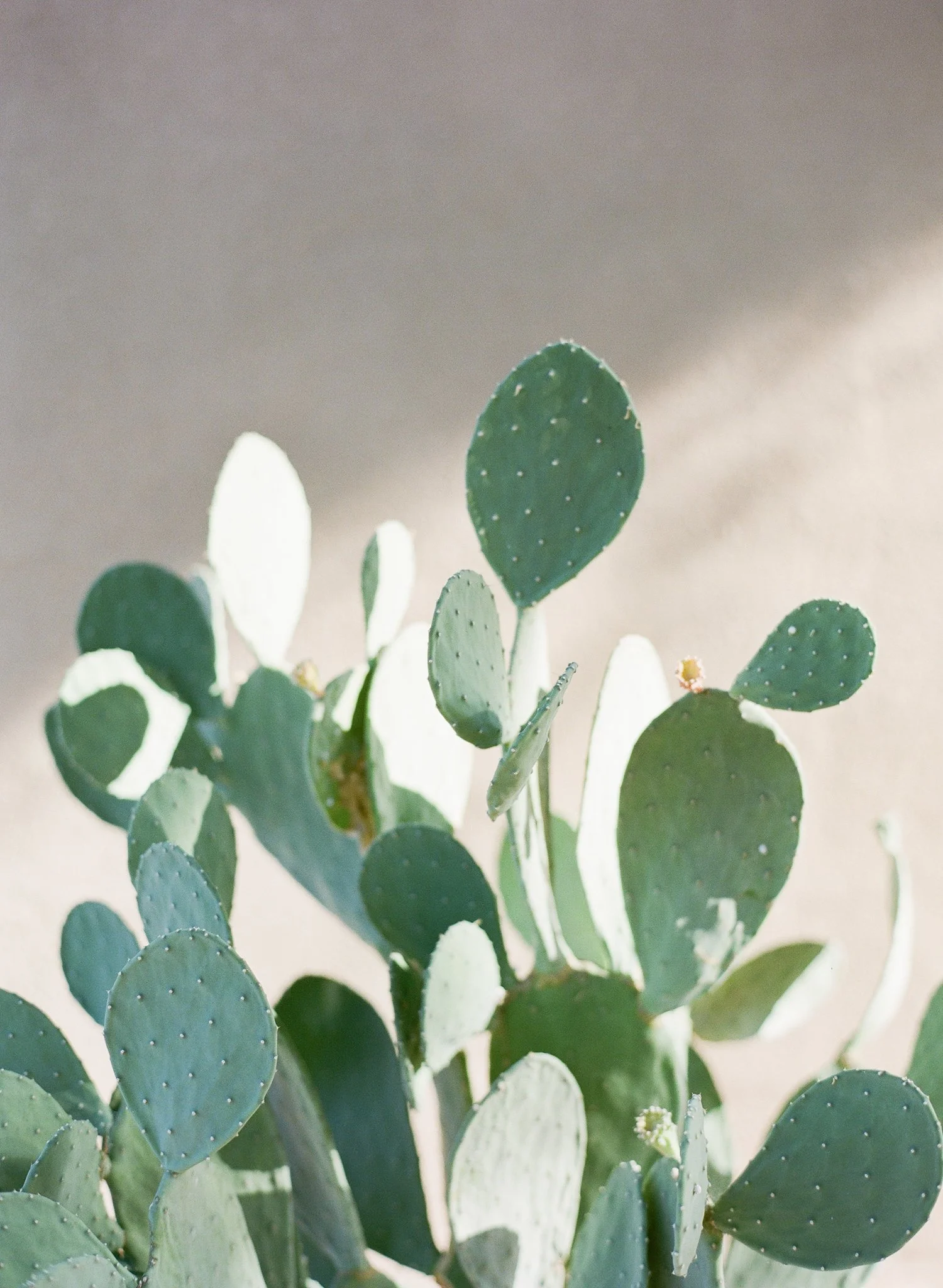 Close-up of a green prickly pear cactus with flat, oval pads, some with small yellow flowers