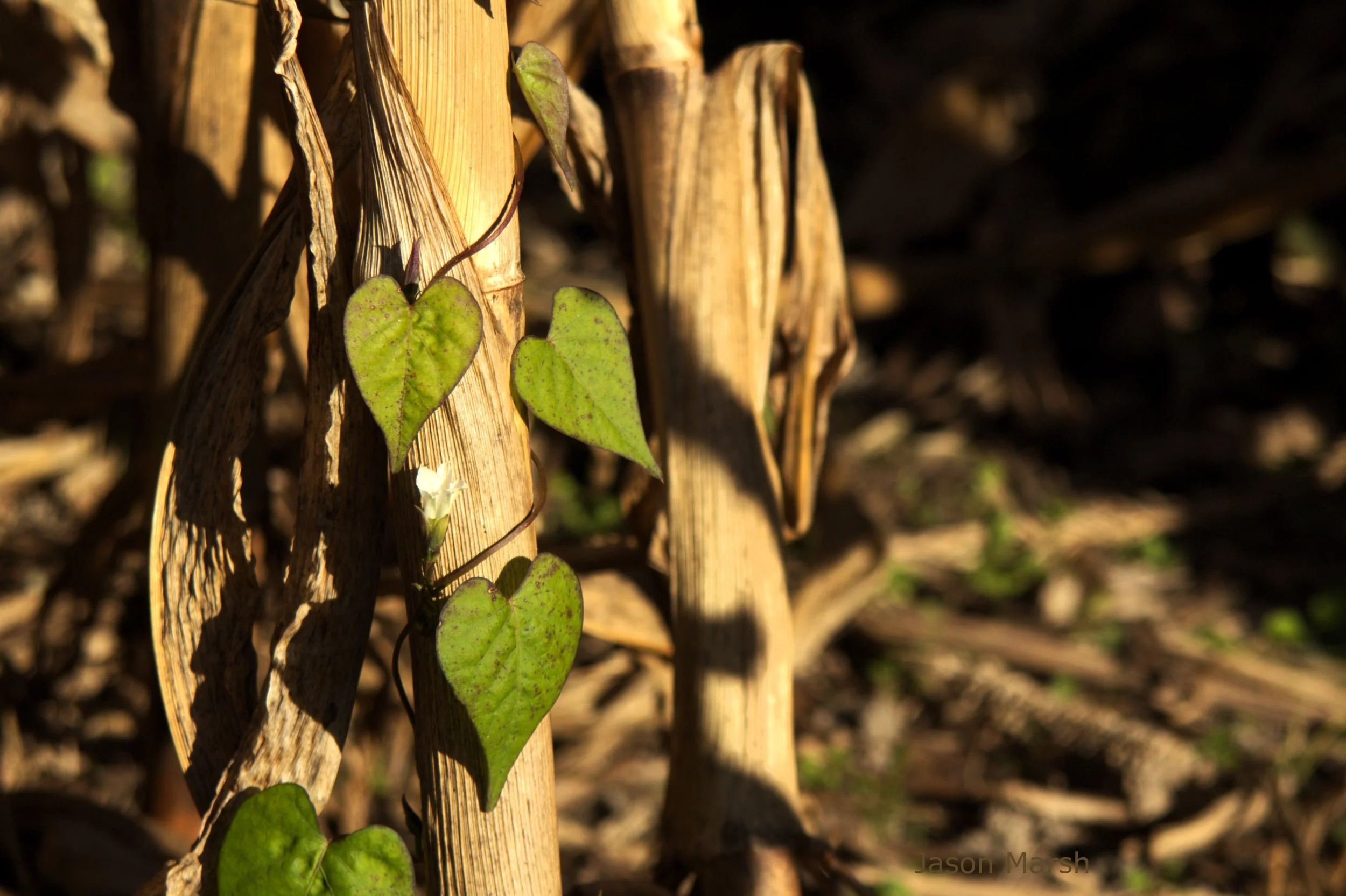 Mother nature sharing some love
