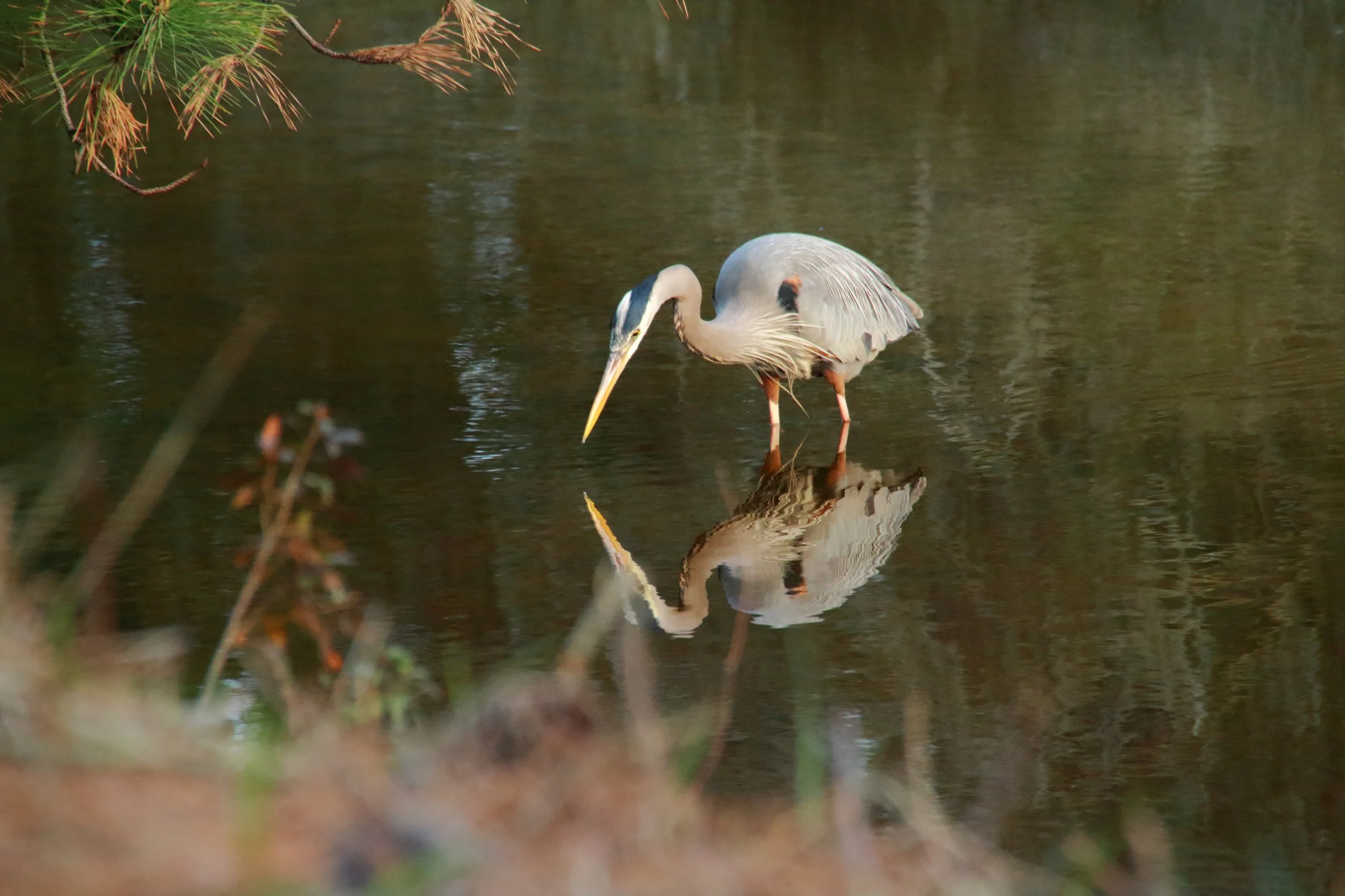 A blue heron and his reflection
