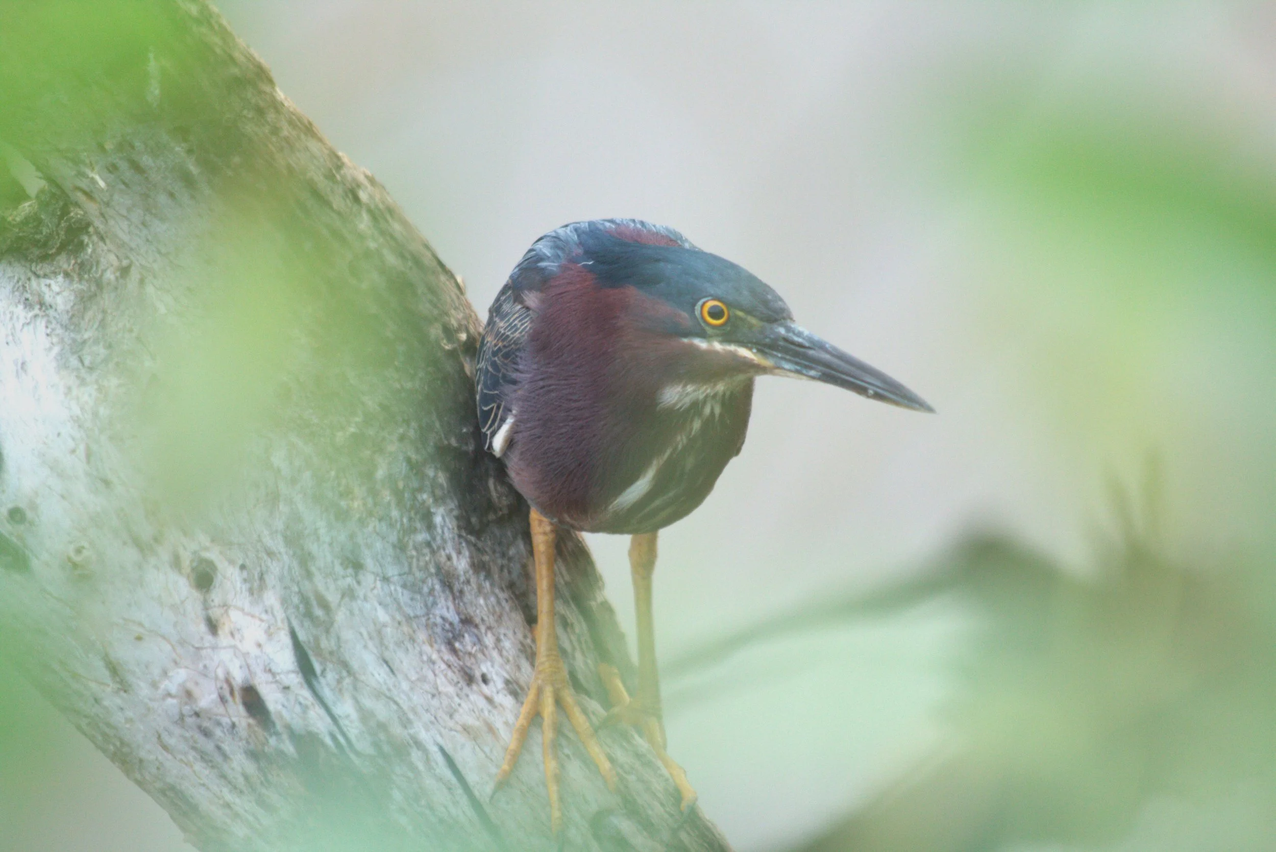 Tri-colored heron hiding