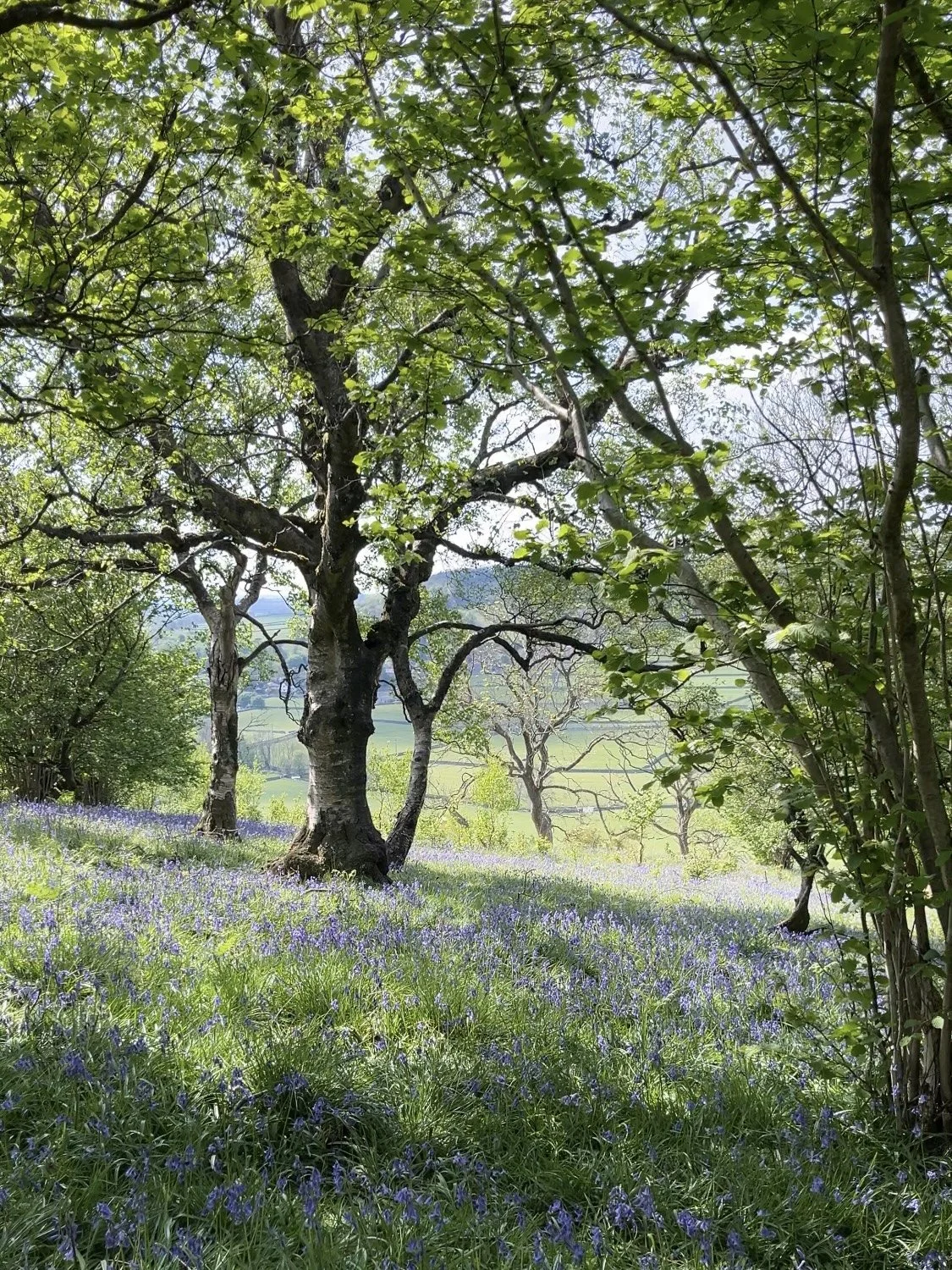 A Spring Walk from Austwick to Feizor: Bluebells, Woodland & Tearooms