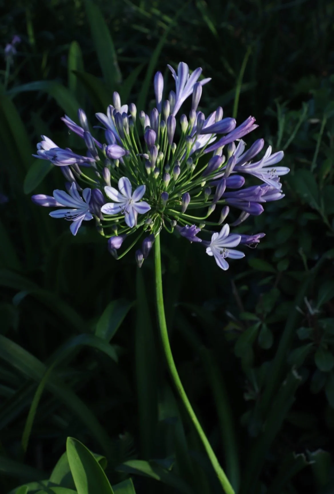 Professional garden and outdoor spaces photography