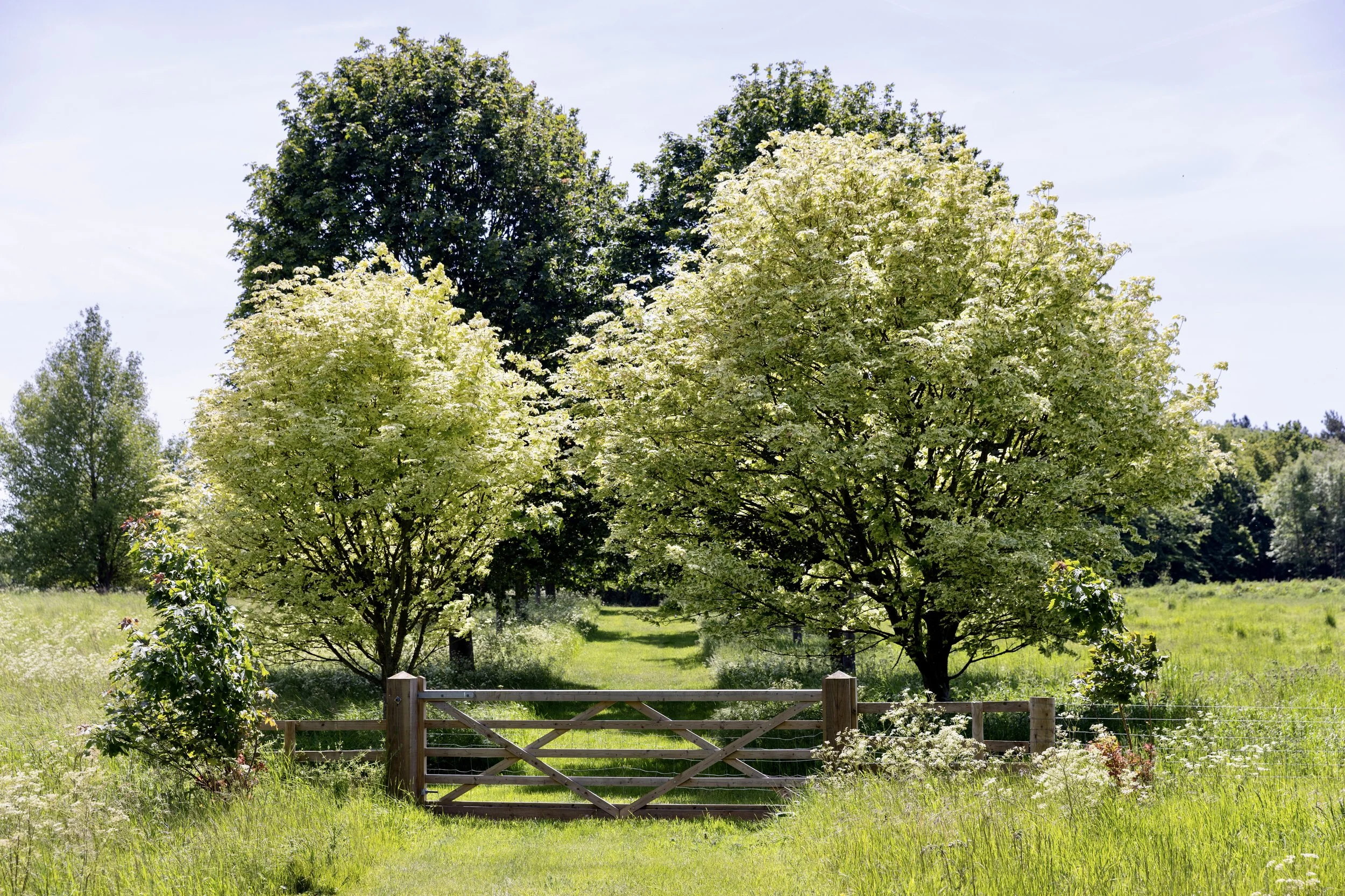 Professional garden and outdoor spaces photography