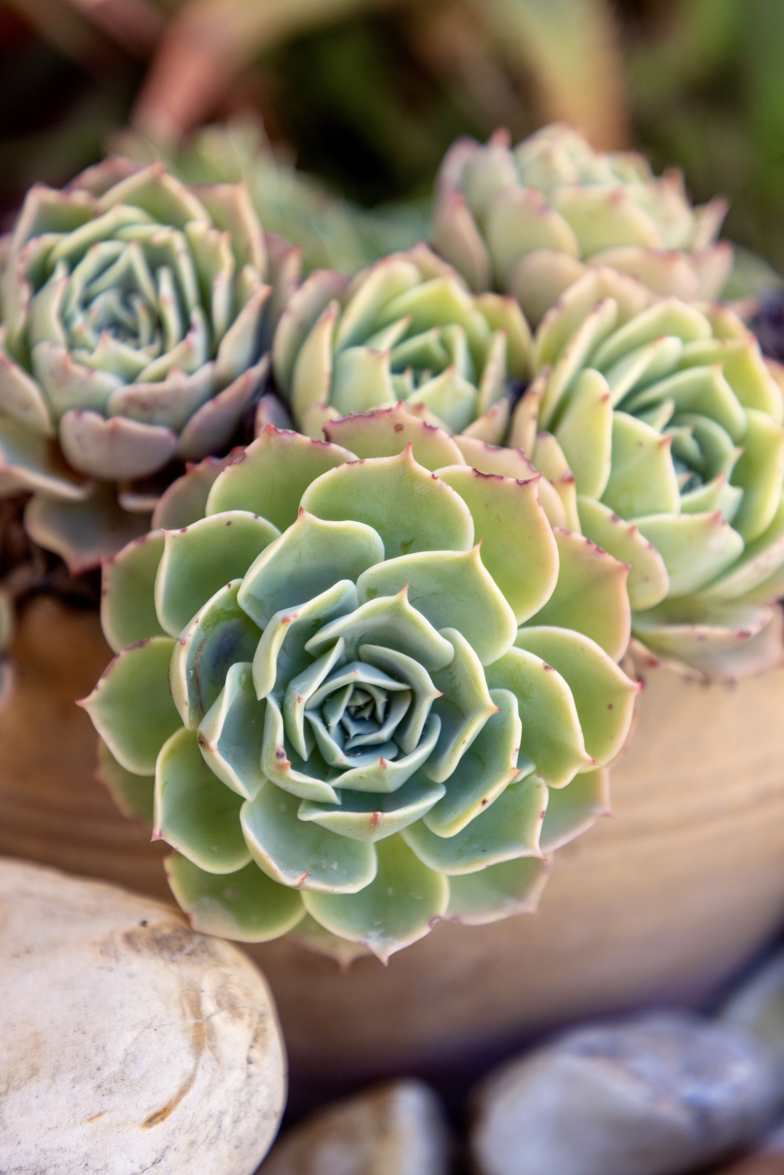 Photo of several green succulent plants taken in an outdoor photo shoot.