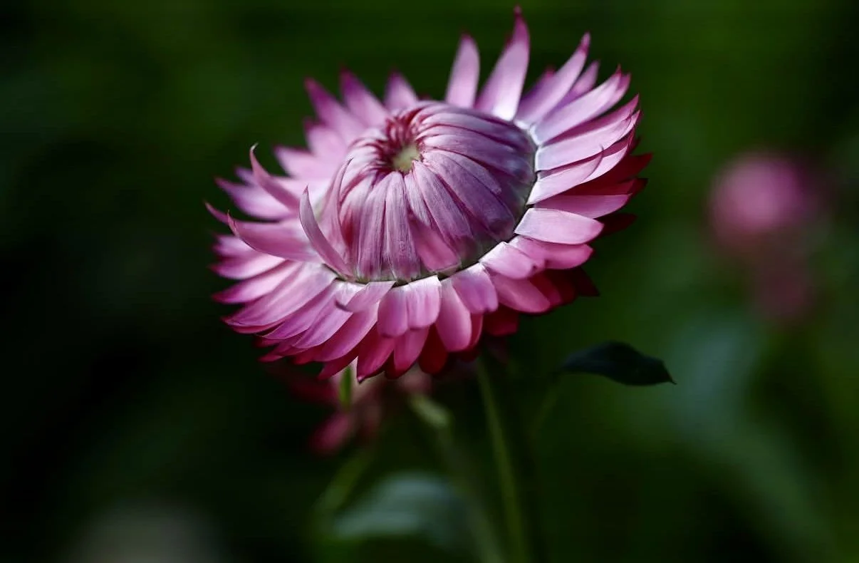 Professional garden and outdoor spaces photography