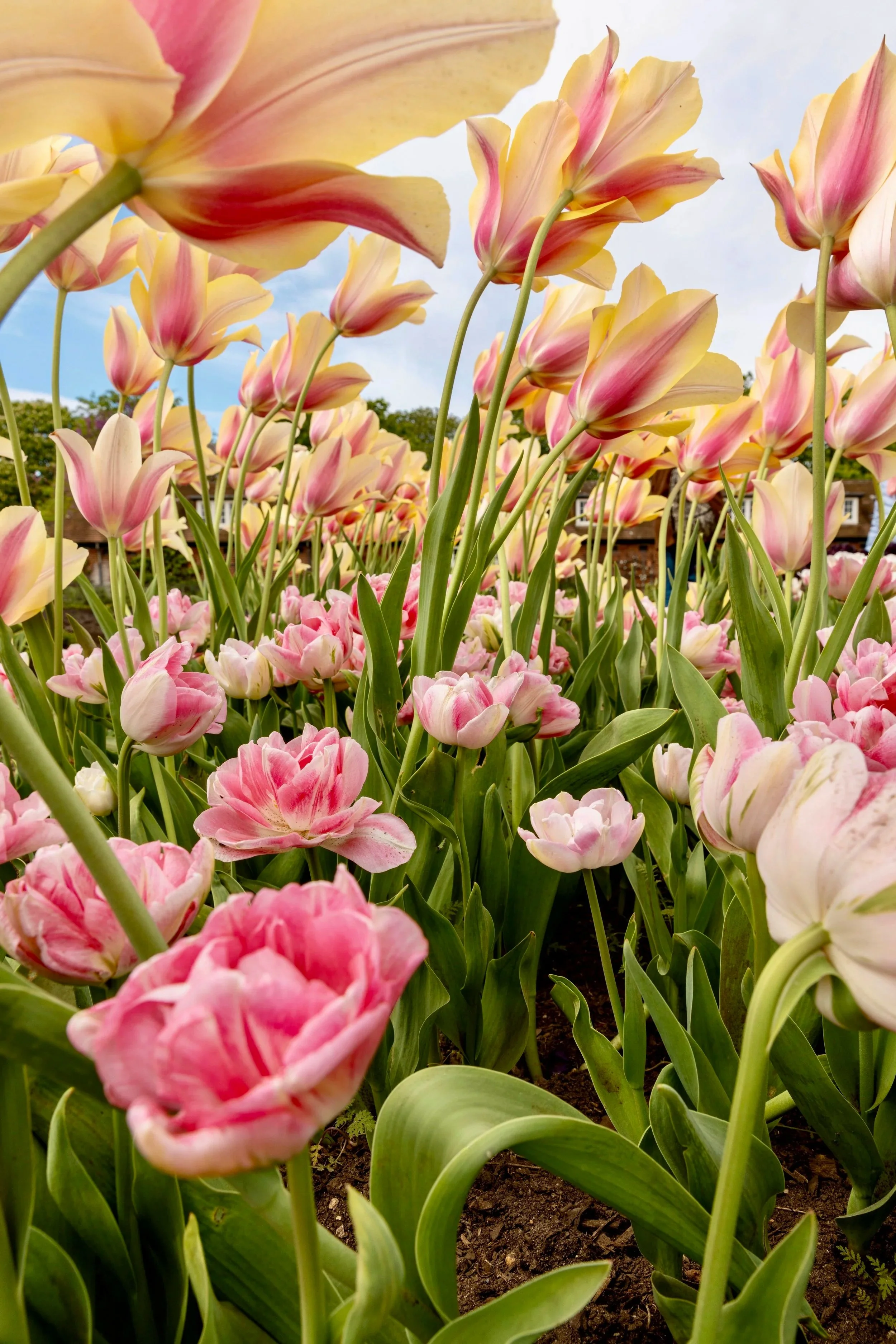 Garden photography