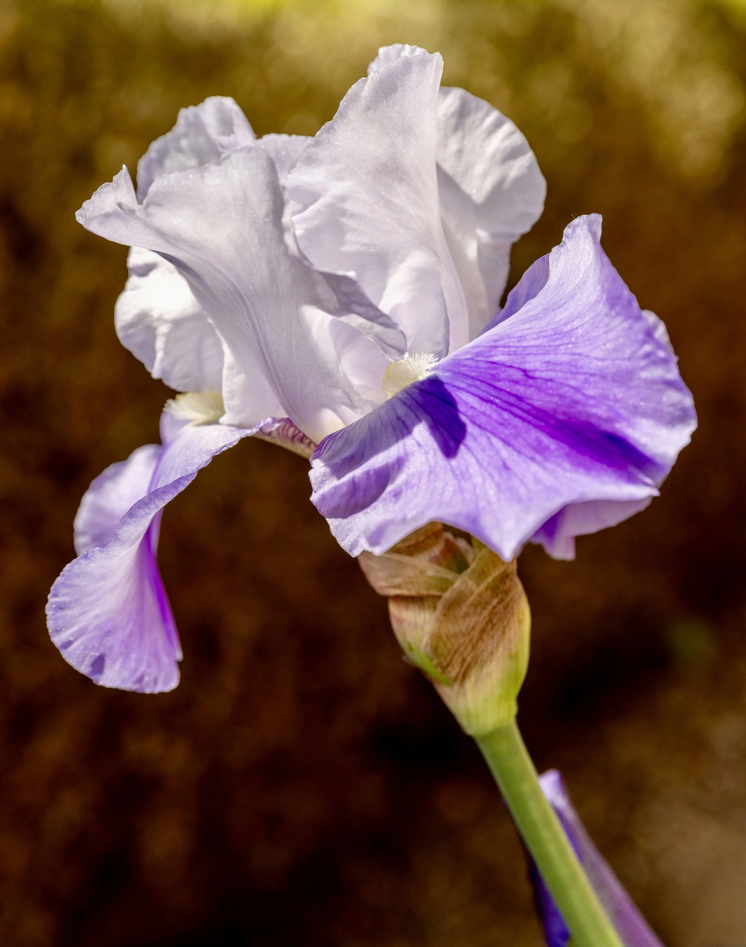 Professional garden and outdoor spaces photography