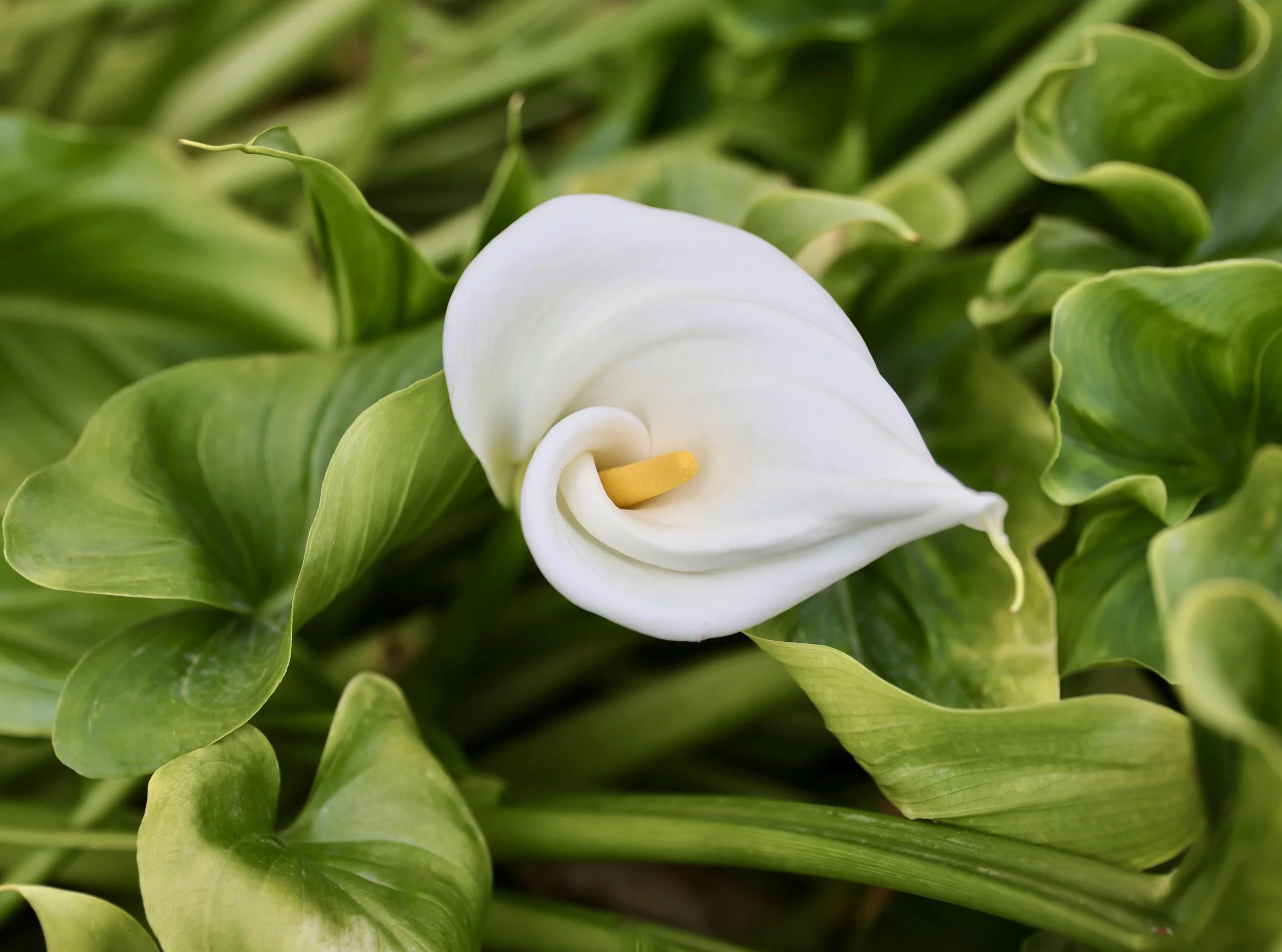 Professional garden and outdoor spaces photography