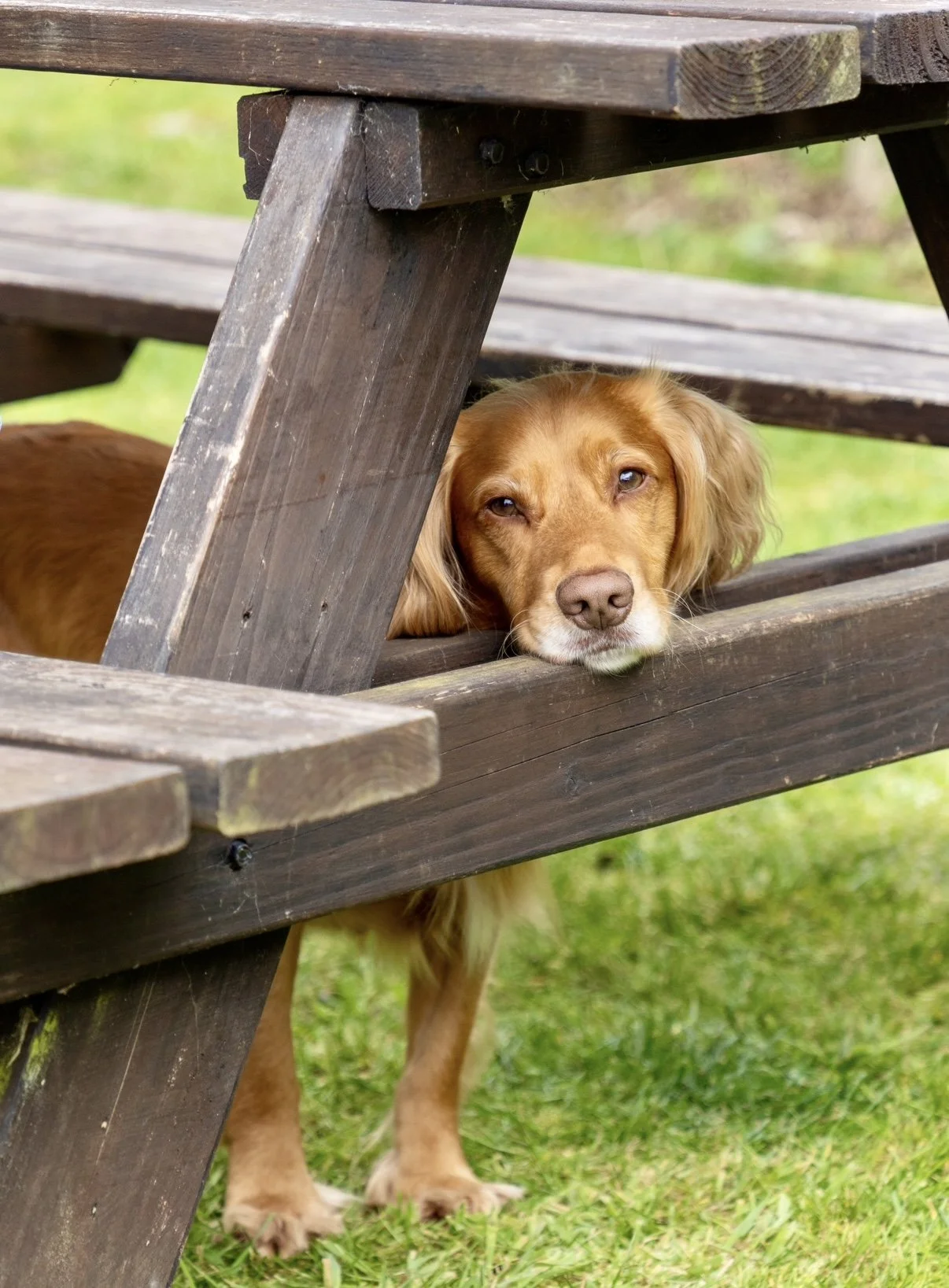 An event photography session captured a happy dog at a pub