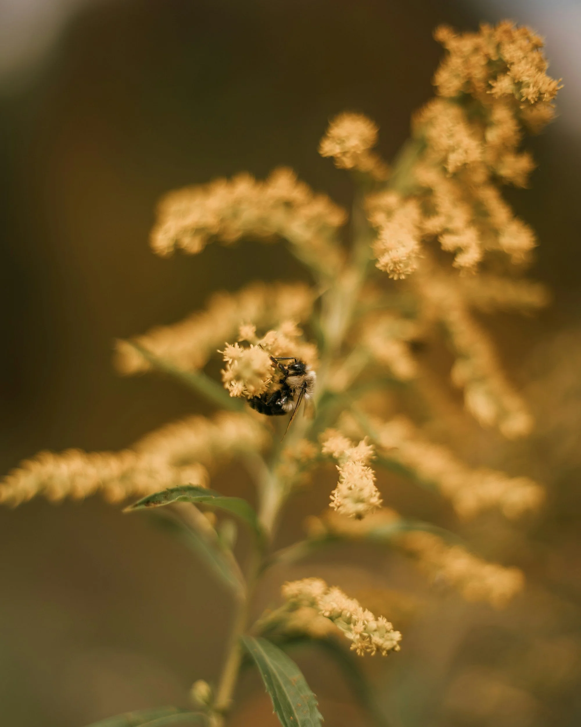A close-up of a bee on yellow flowers with green leaves, with a blurred background.